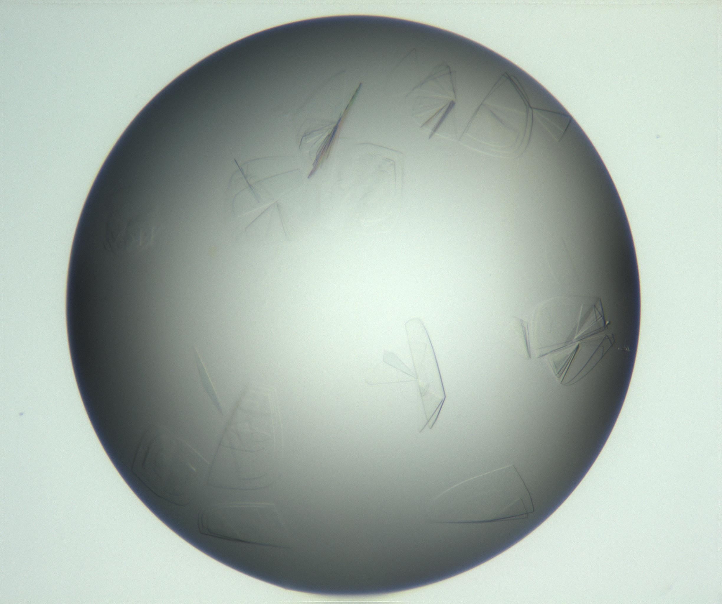 RI01_03_000_0212_Proj1_Clon1_MC_0000MC102717_013_161122_06_02_02_00_99_002_001_RAI.jpg