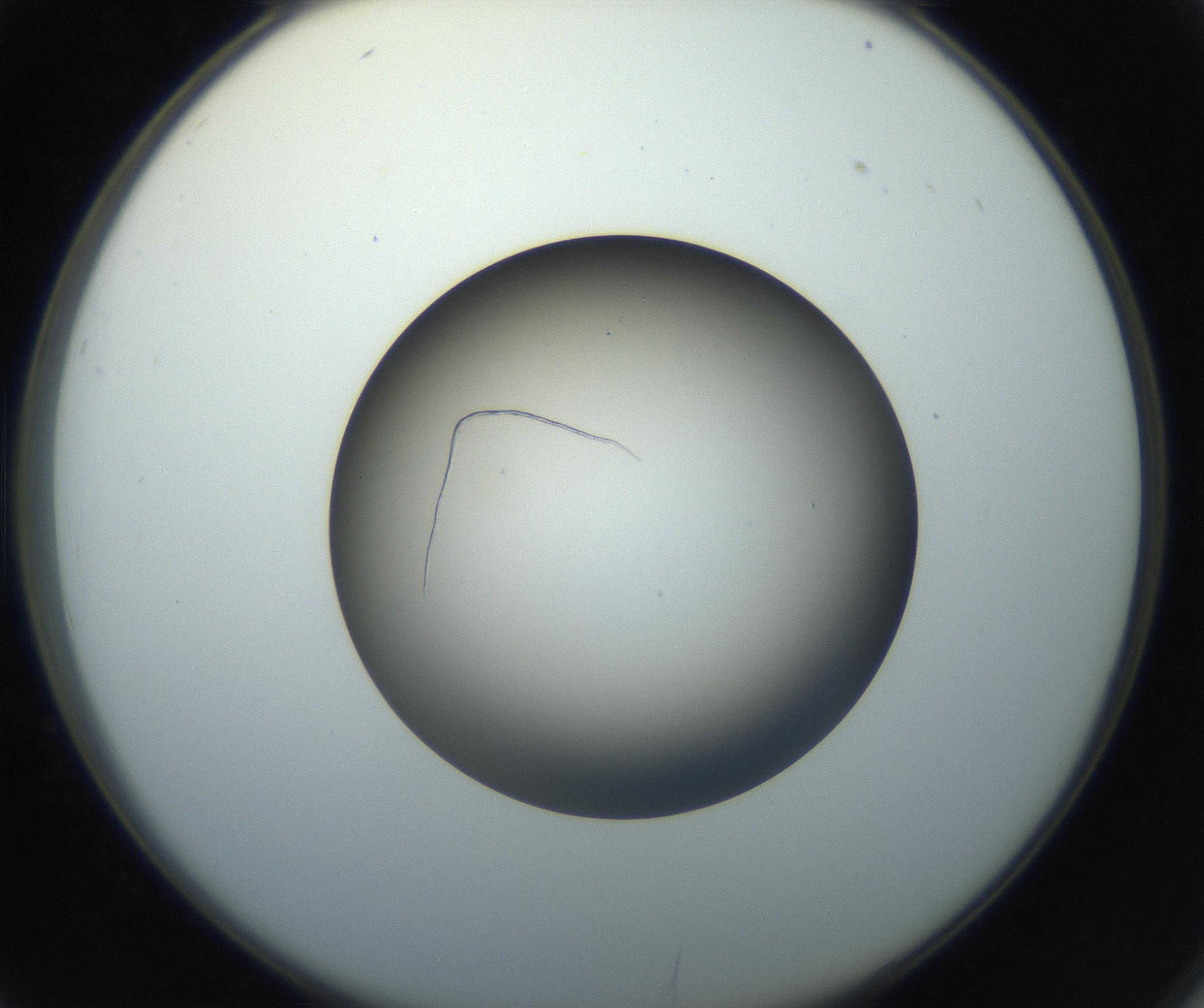 RI01_03_000_0212_Proj1_Clon1_MC_0000MC102718_004_160921_02_03_02_00_99_002_001_RAI.jpg