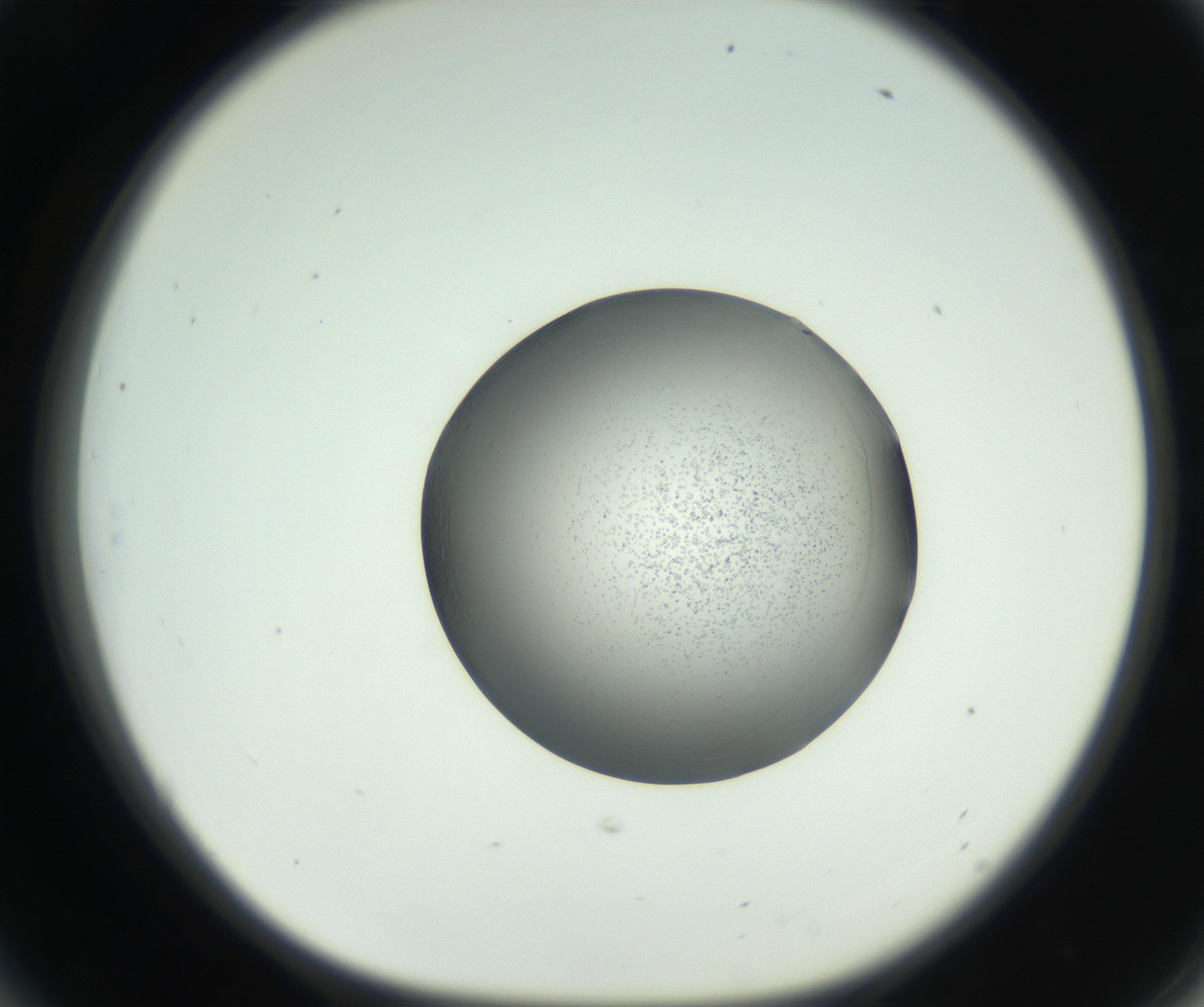 RI01_03_000_0212_Proj1_Clon1_MC_0000MC102722_002_160915_06_05_01_00_99_002_001_RAI.jpg