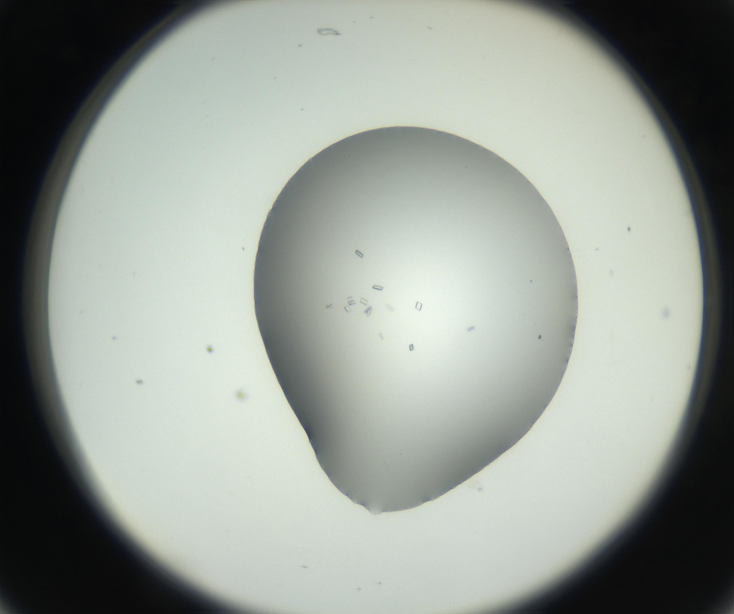 RI01_03_000_0212_Proj1_Clon1_MC_0000MC102723_001_160914_05_02_02_00_99_002_001_RAI.jpg