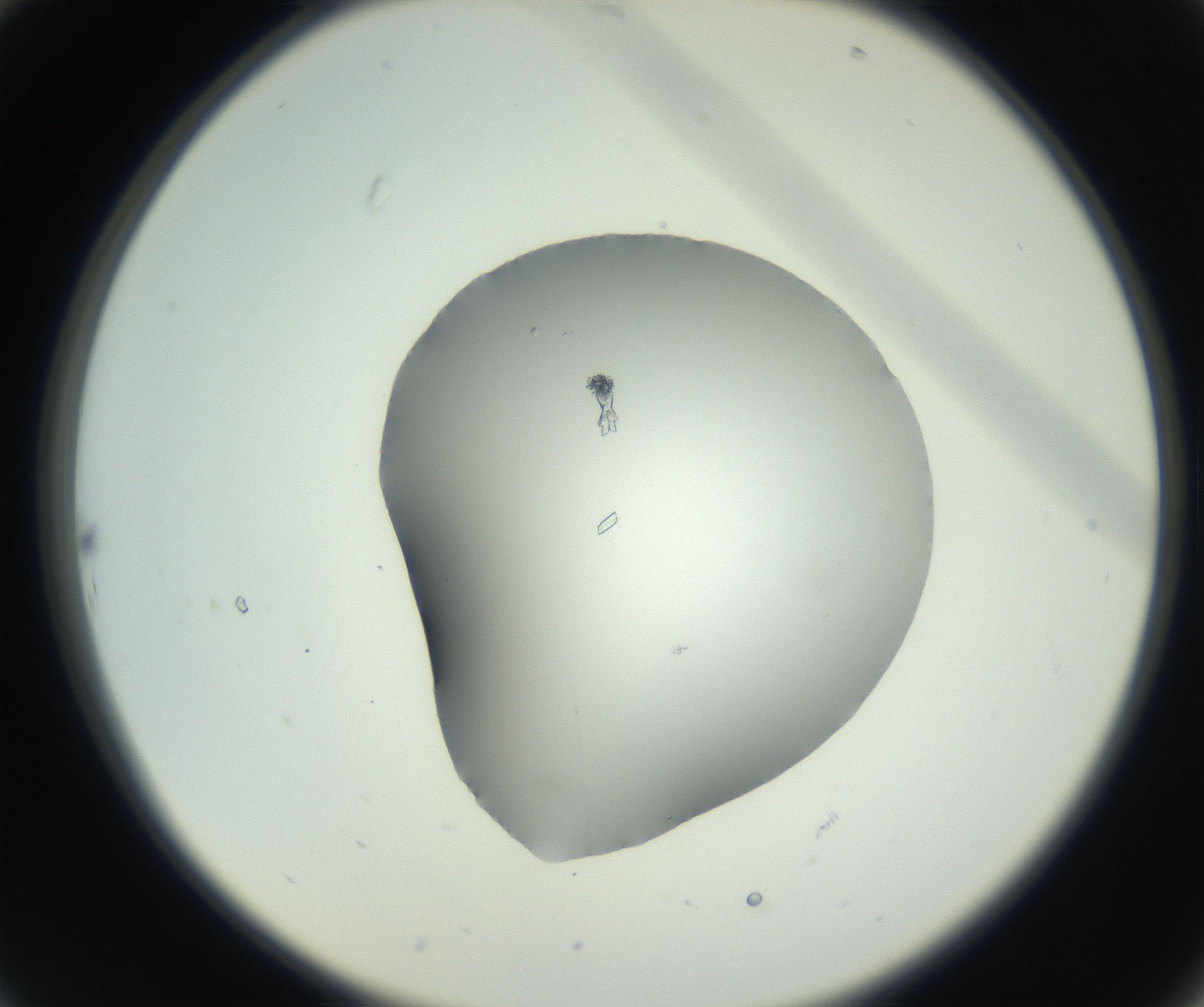 RI01_03_000_0212_Proj1_Clon1_MC_0000MC102723_001_160914_10_02_02_00_99_002_001_RAI.jpg