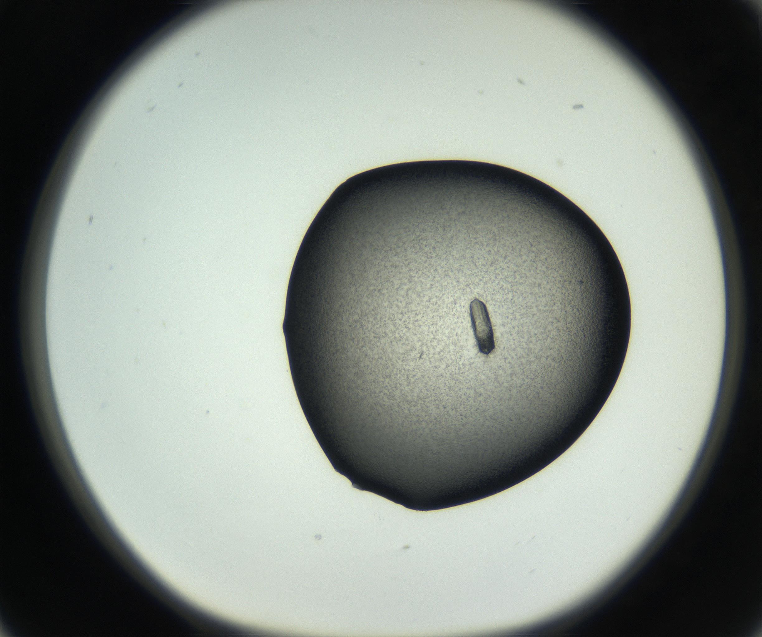 RI01_03_000_0212_Proj1_Clon1_MC_0000MC102723_002_160915_05_02_01_00_99_002_001_RAI.jpg