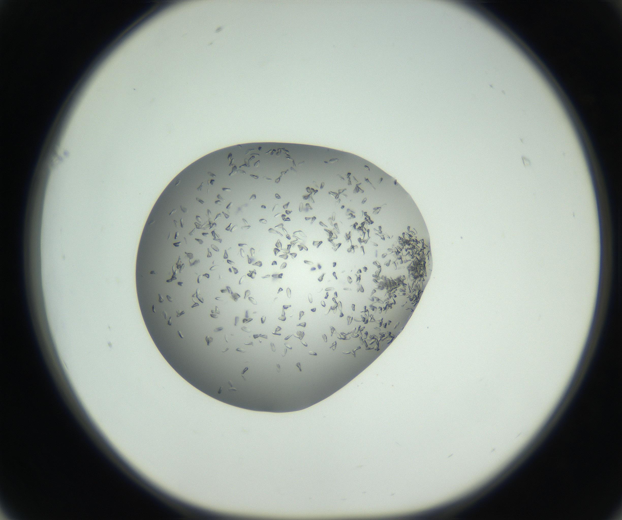 RI01_03_000_0212_Proj1_Clon1_MC_0000MC102724_002_160915_01_06_01_00_99_002_001_RAI.jpg