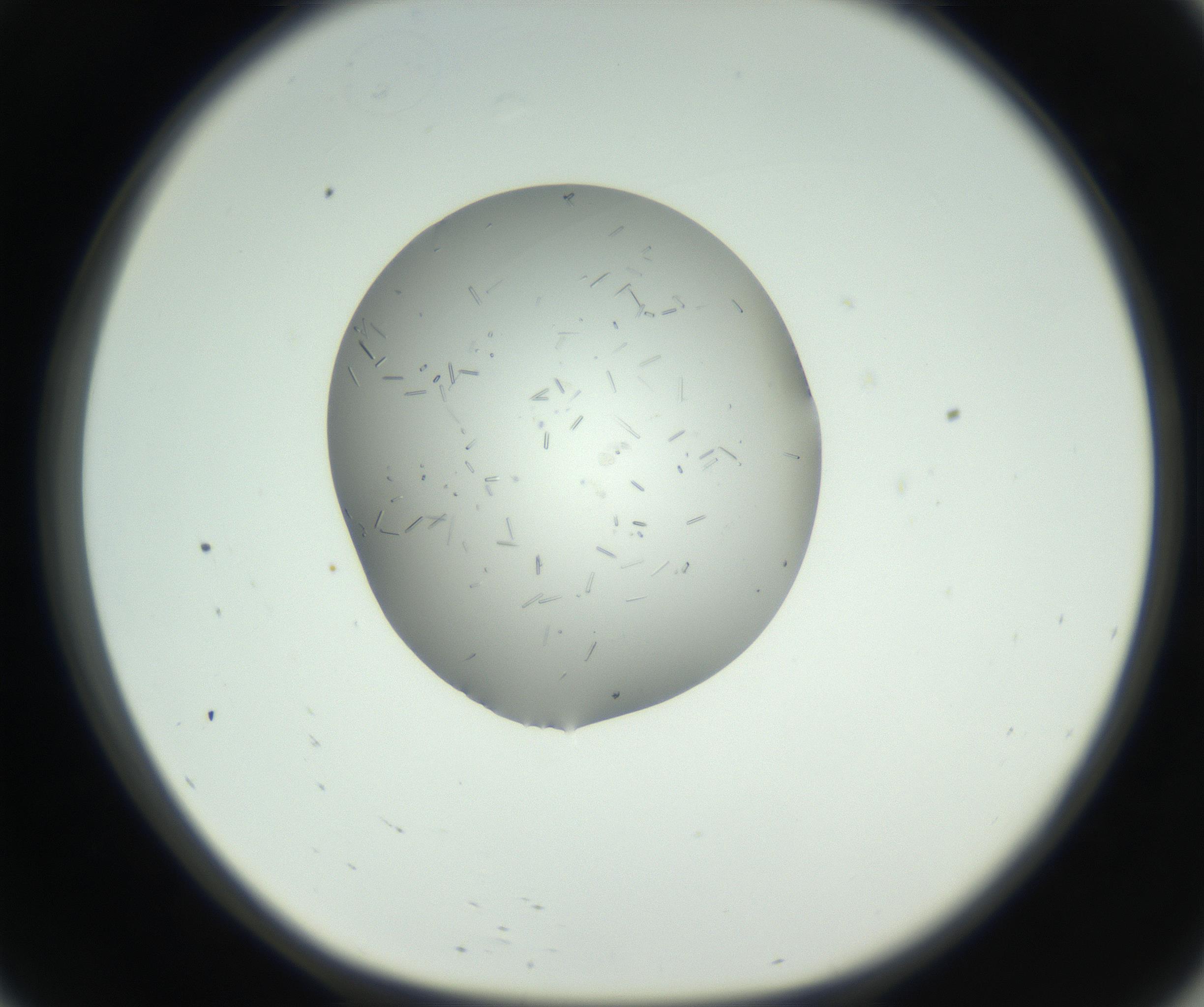RI01_03_000_0212_Proj1_Clon1_MC_0000MC102724_003_160917_09_05_01_00_99_002_001_RAI.jpg