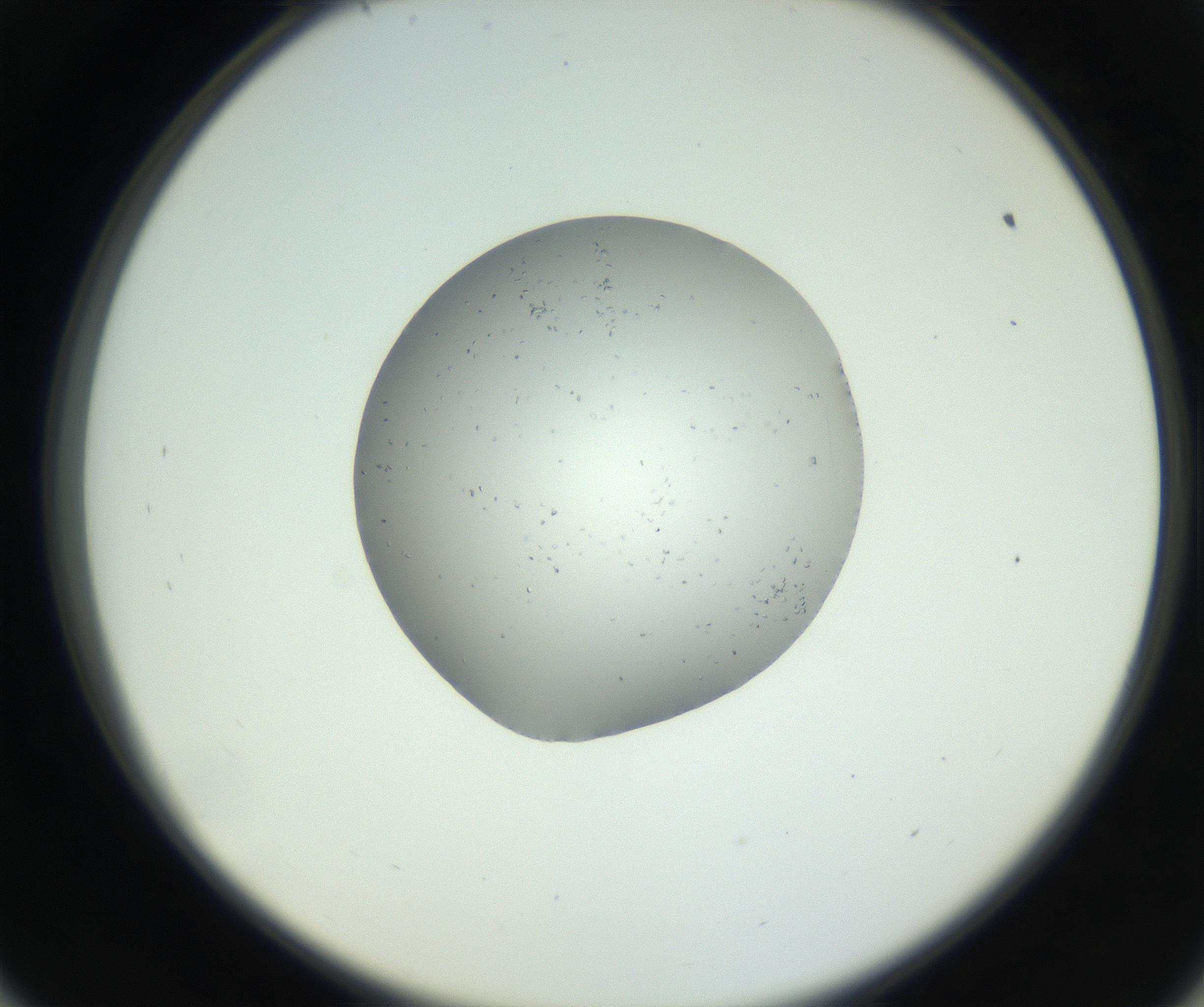 RI01_03_000_0212_Proj1_Clon1_MC_0000MC102724_003_160917_09_05_02_00_99_002_001_RAI.jpg