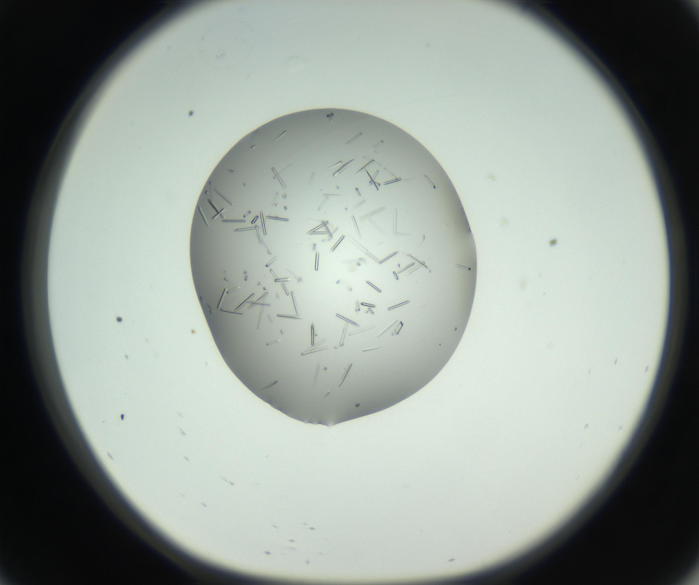 RI01_03_000_0212_Proj1_Clon1_MC_0000MC102724_006_160924_09_05_01_00_99_002_001_RAI.jpg