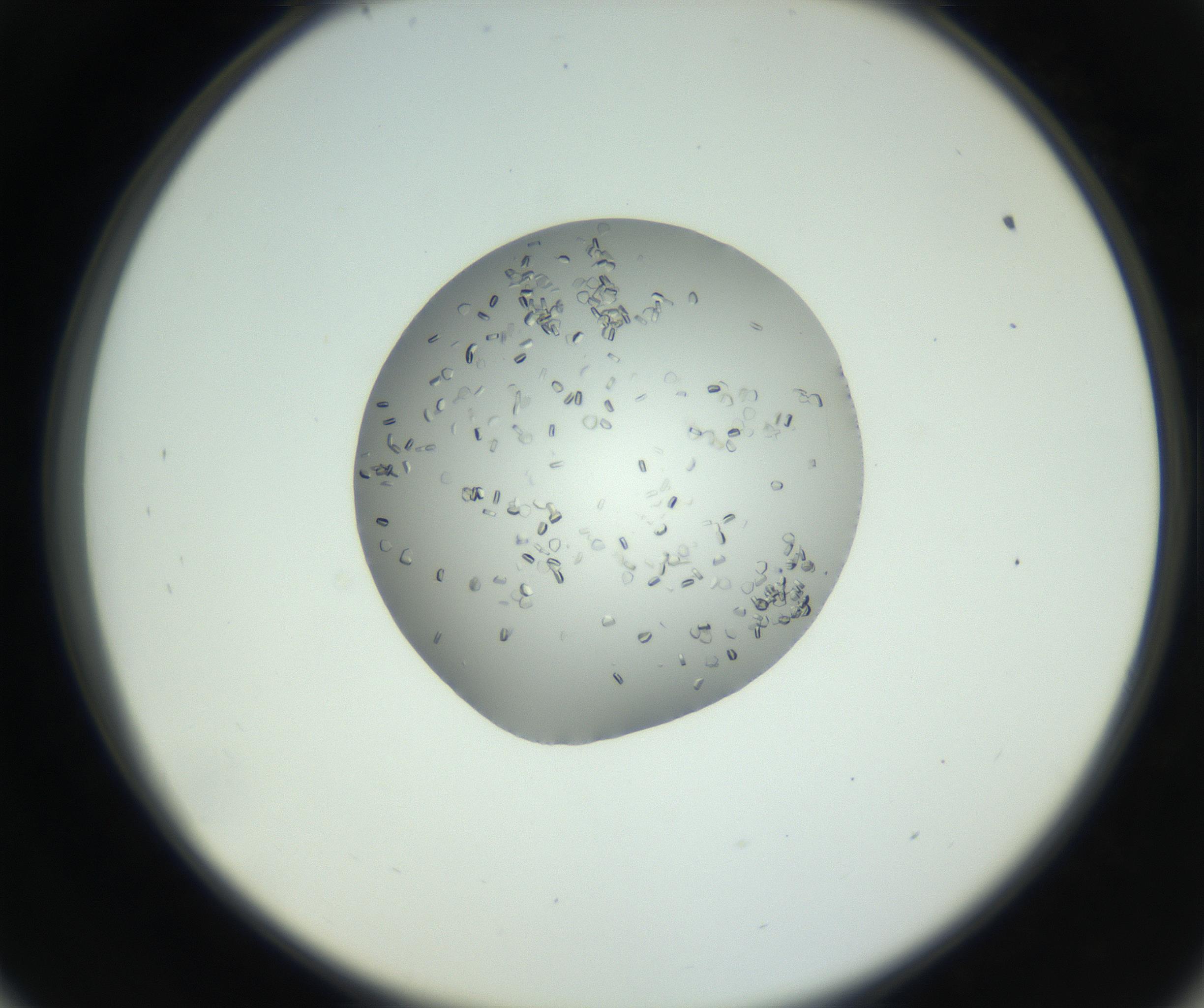 RI01_03_000_0212_Proj1_Clon1_MC_0000MC102724_006_160924_09_05_02_00_99_002_001_RAI.jpg