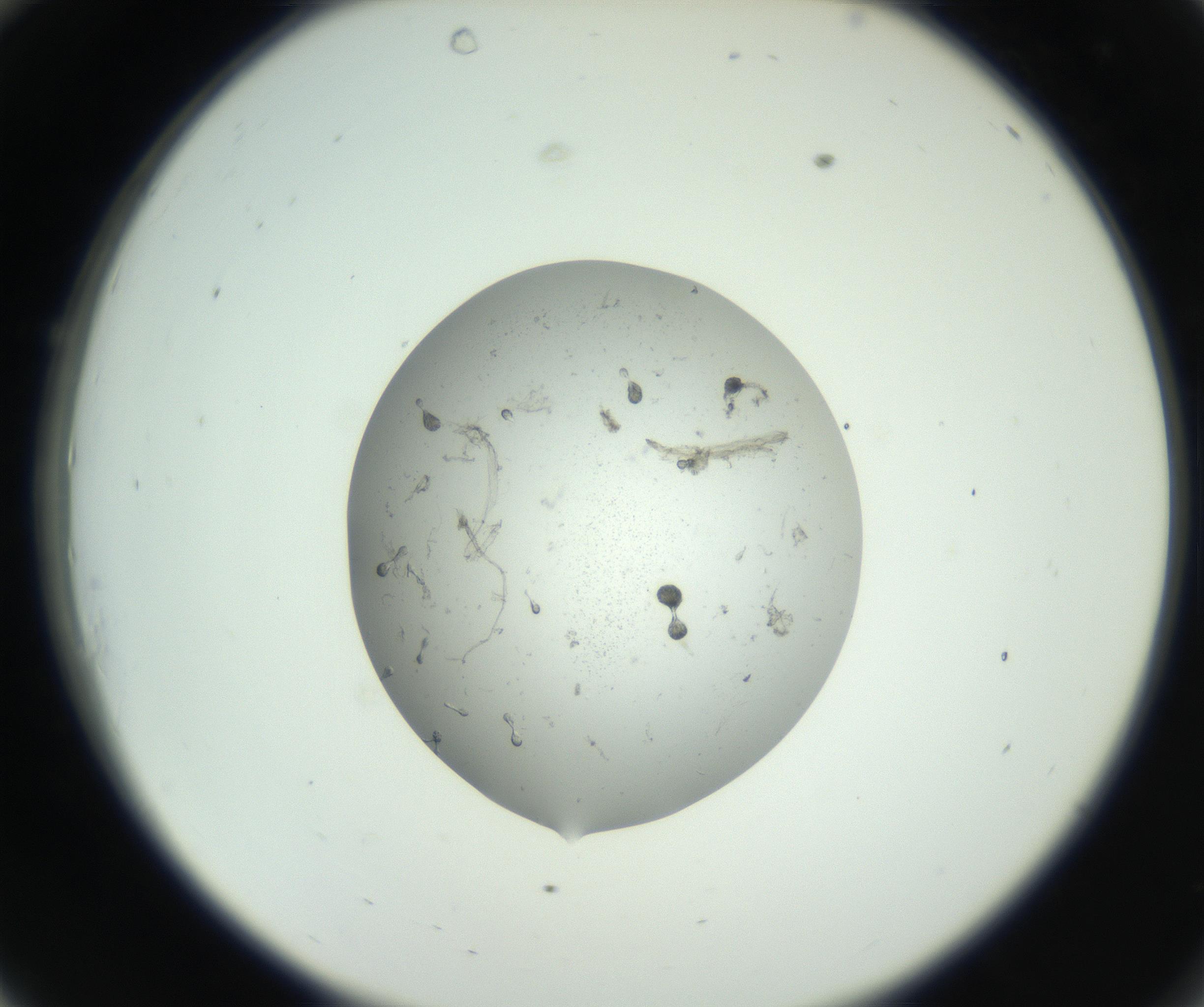 RI01_03_000_0212_Proj1_Clon1_MC_0000MC102726_006_160924_10_03_02_00_99_002_001_RAI.jpg