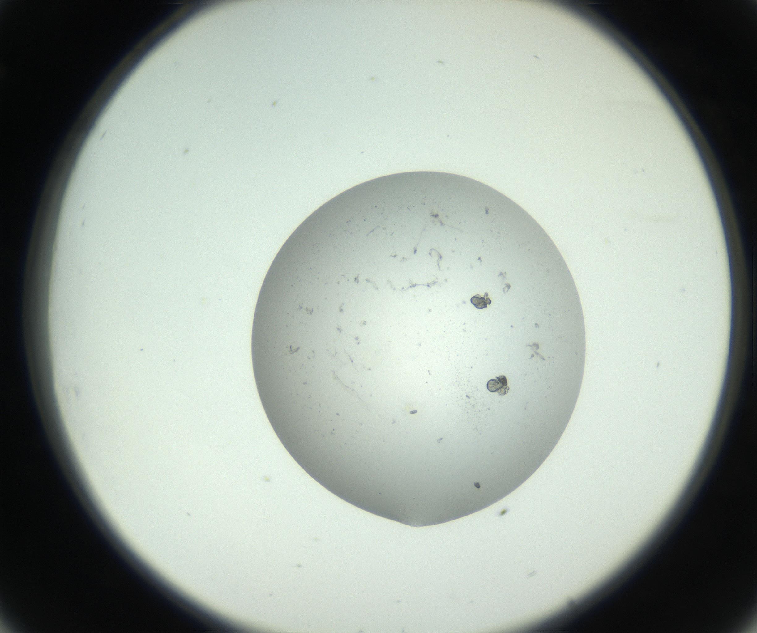 RI01_03_000_0212_Proj1_Clon1_MC_0000MC102726_008_161005_08_03_02_00_99_002_001_RAI.jpg