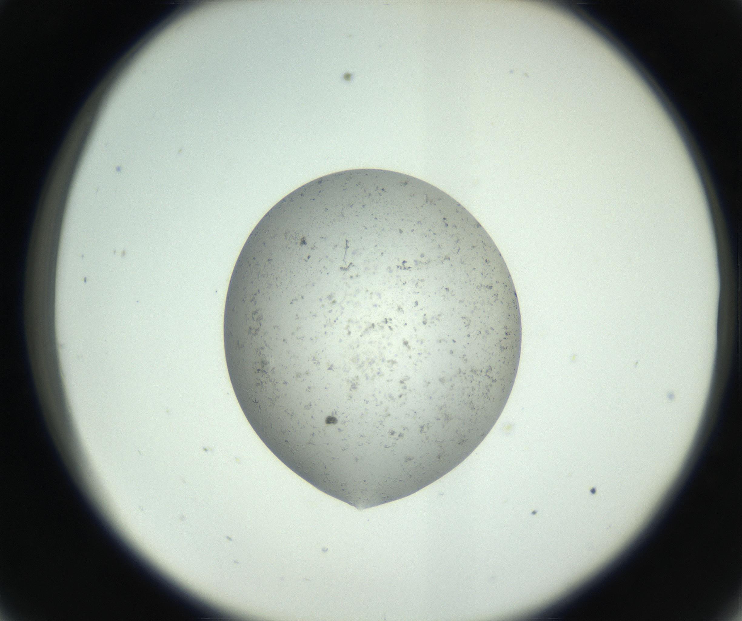 RI01_03_000_0212_Proj1_Clon1_MC_0000MC102726_008_161005_09_03_02_00_99_002_001_RAI.jpg