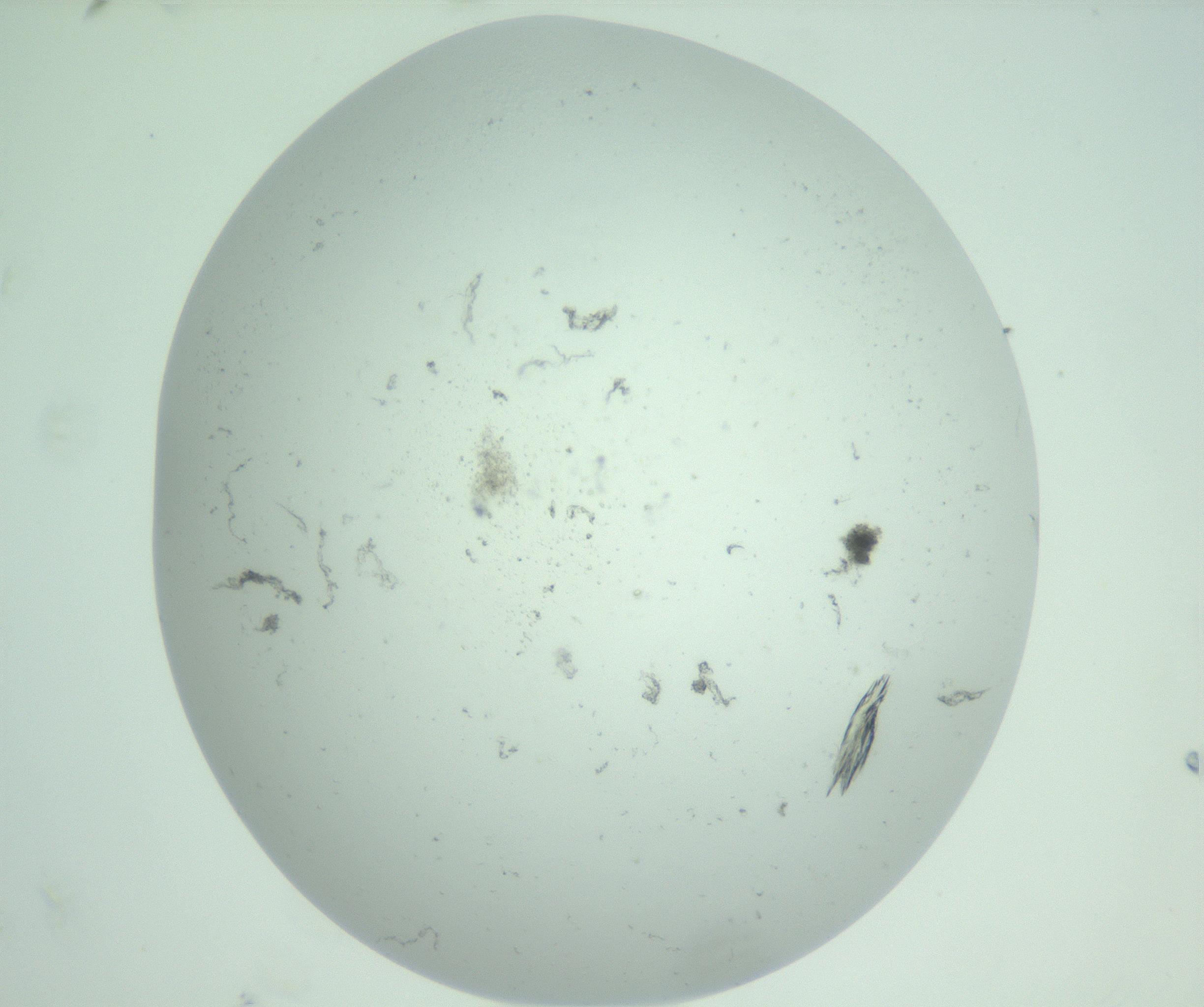 RI01_03_000_0212_Proj1_Clon1_MC_0000MC102726_015_161124_11_08_02_00_99_002_001_RAI.jpg