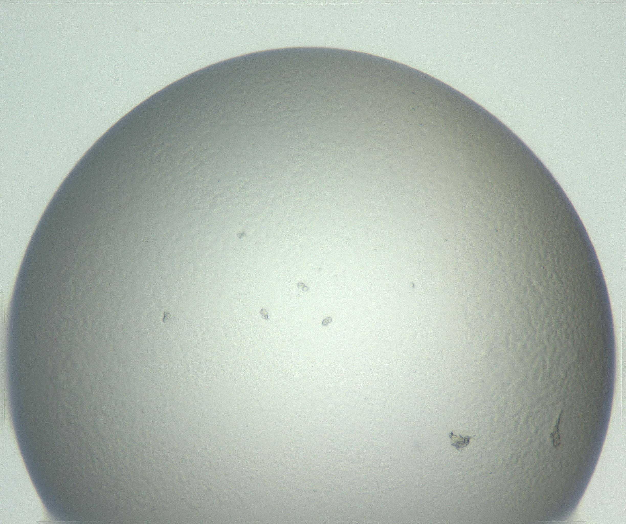 RI01_03_000_0212_Proj1_Clon1_MC_0000MC102727_010_161020_12_05_01_00_99_002_001_RAI.jpg
