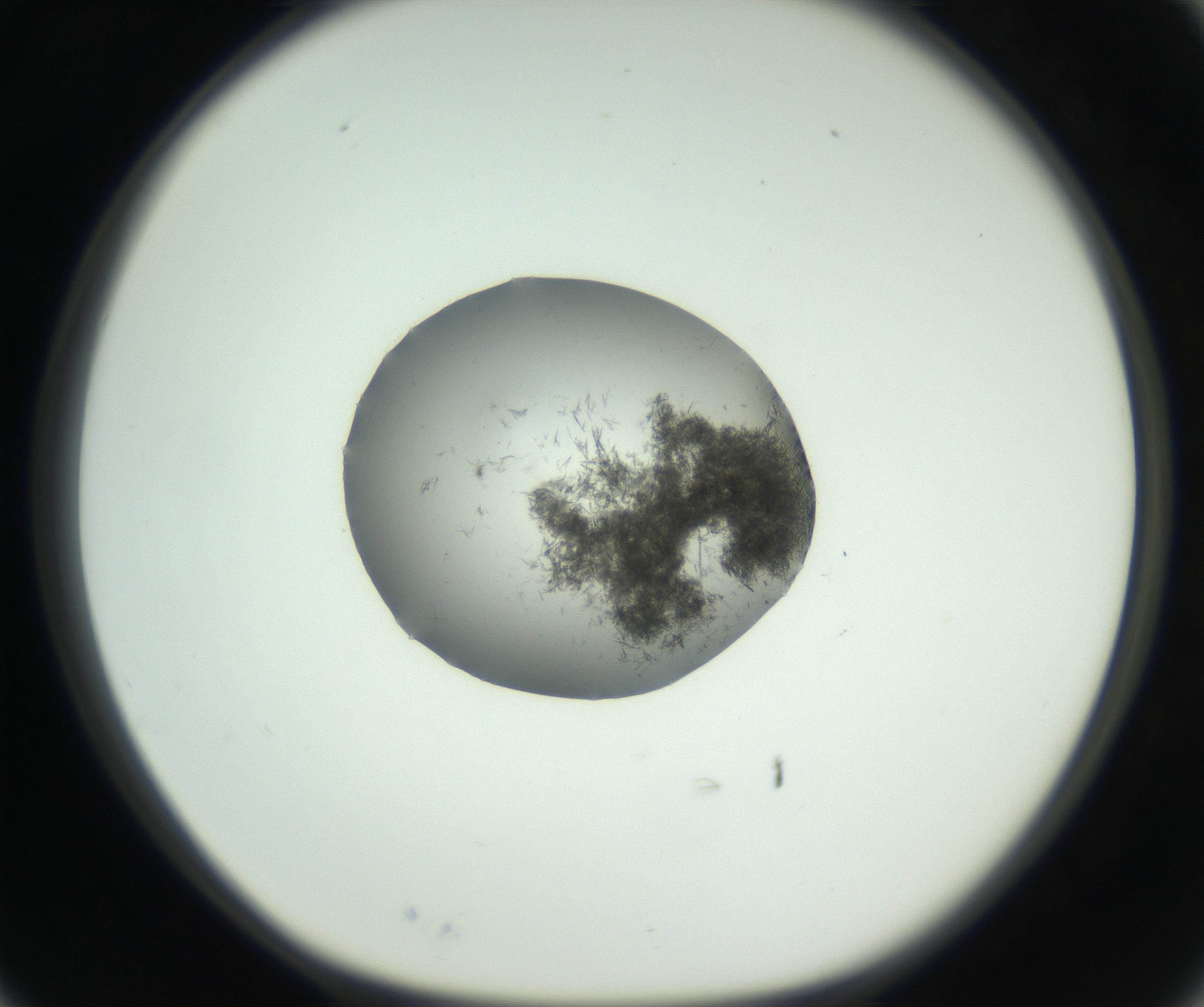 RI01_03_000_0212_Proj1_Clon1_MC_0000MC102728_002_160916_03_02_01_00_99_002_001_RAI.jpg