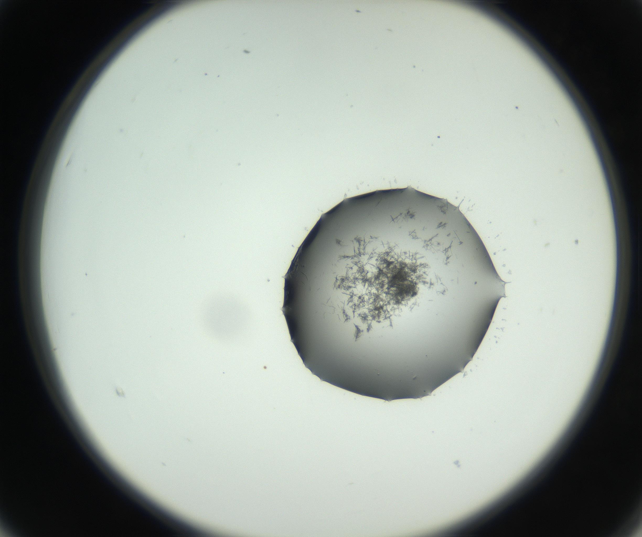 RI01_03_000_0212_Proj1_Clon1_MC_0000MC102728_002_160916_03_02_02_00_99_002_001_RAI.jpg