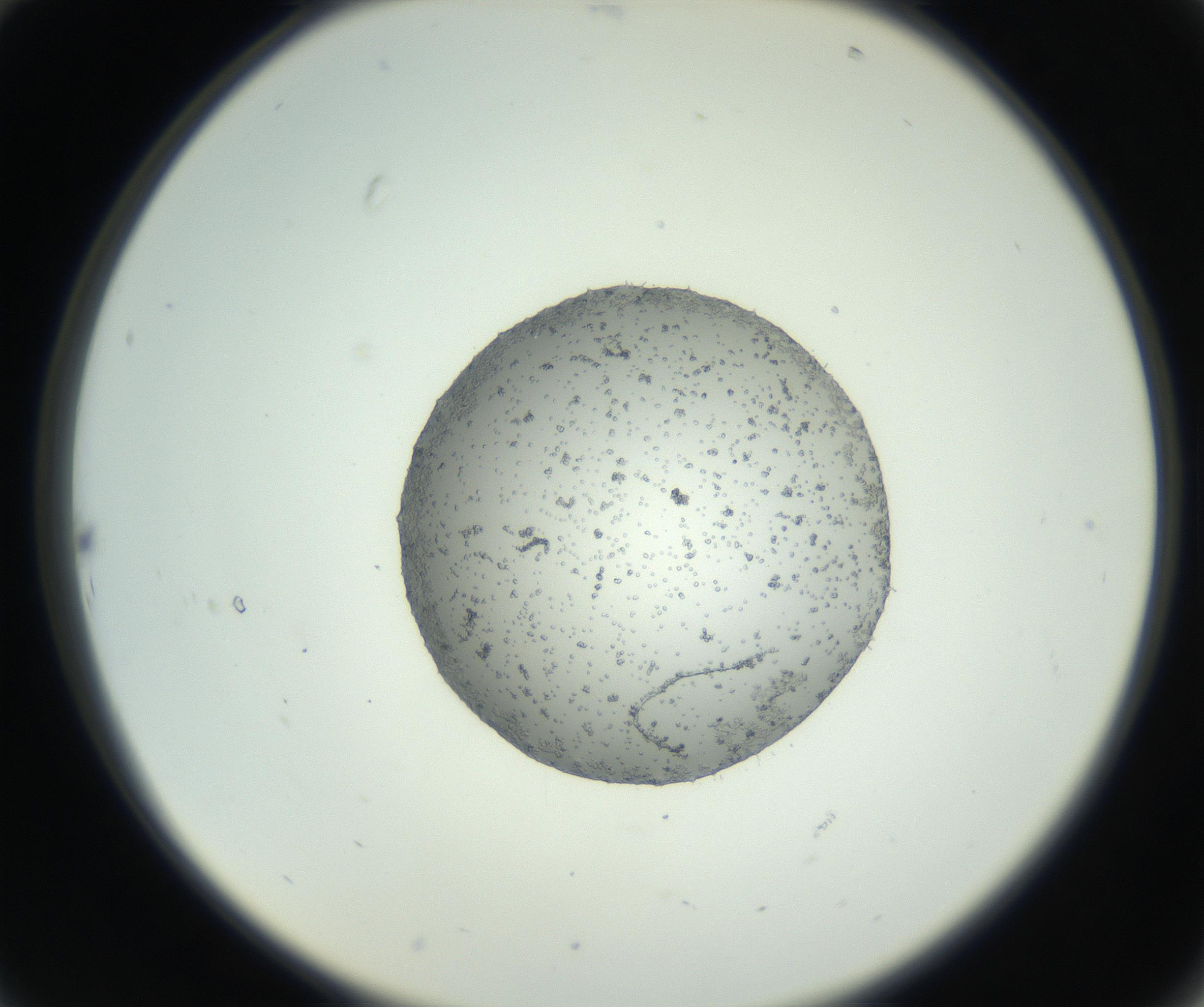 RI01_03_000_0212_Proj1_Clon1_MC_0000MC102728_002_160916_10_02_02_00_99_002_001_RAI.jpg