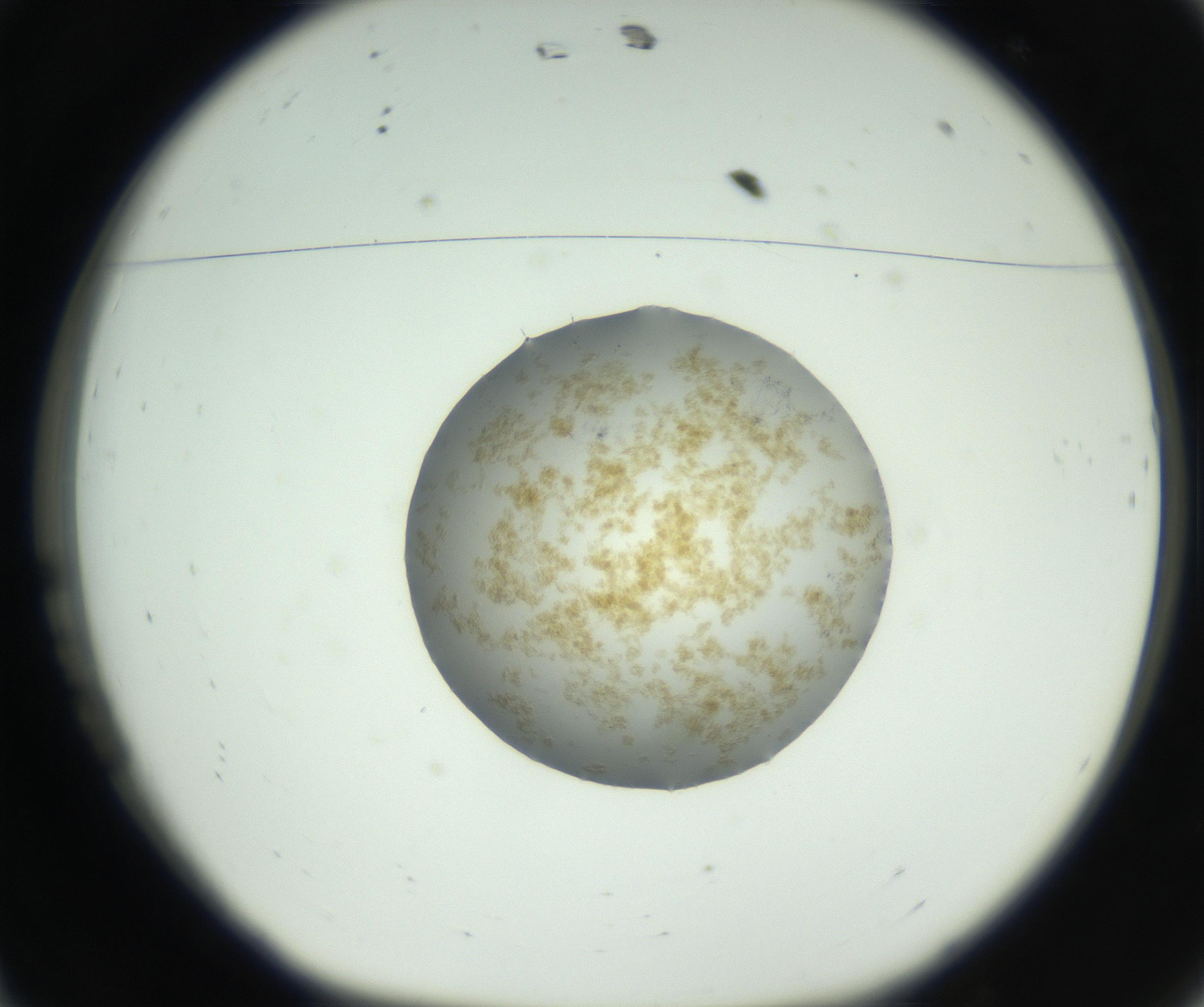 RI01_03_000_0212_Proj1_Clon1_MC_0000MC102728_002_160916_11_01_01_00_99_002_001_RAI.jpg