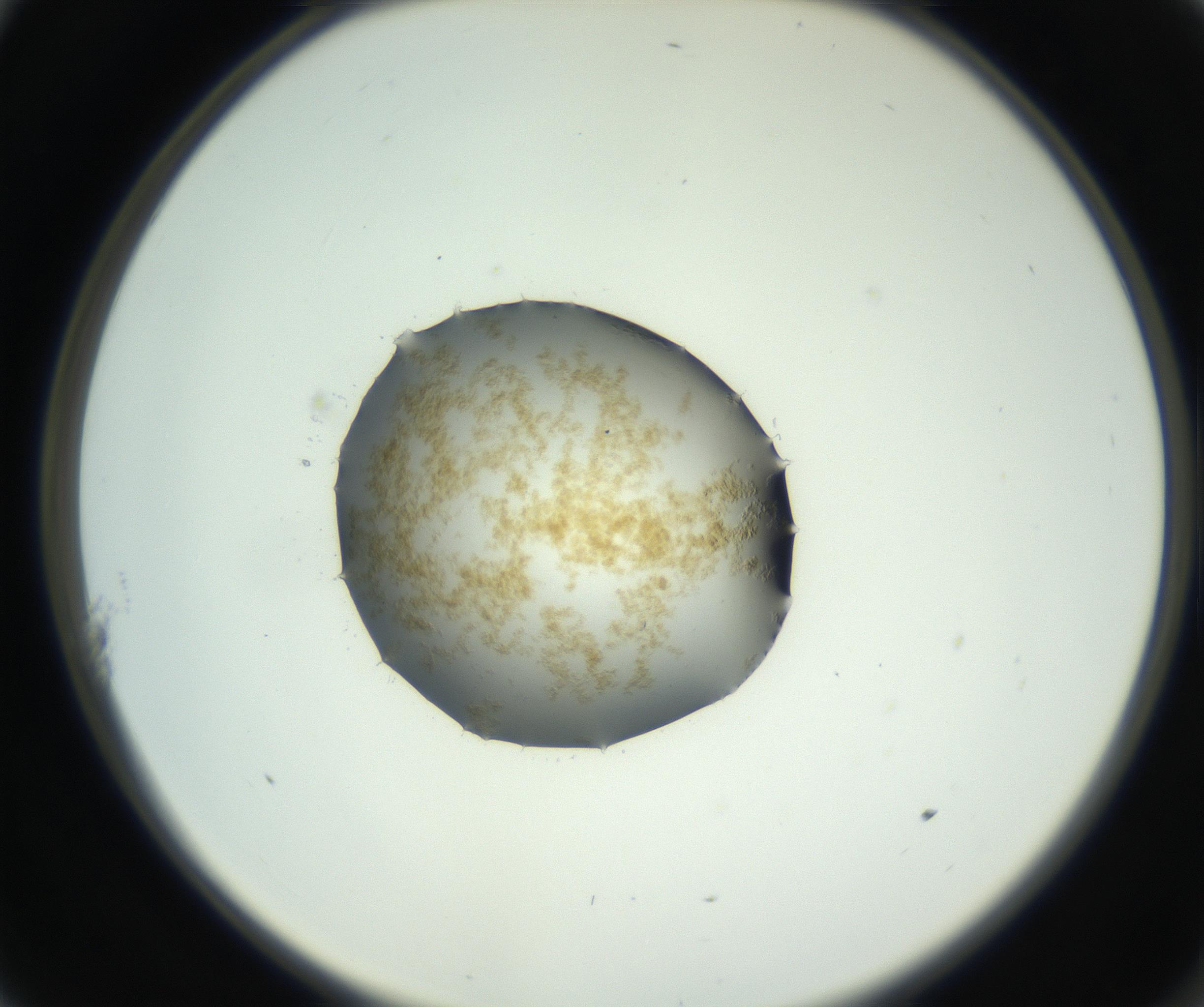RI01_03_000_0212_Proj1_Clon1_MC_0000MC102728_002_160916_11_01_02_00_99_002_001_RAI.jpg