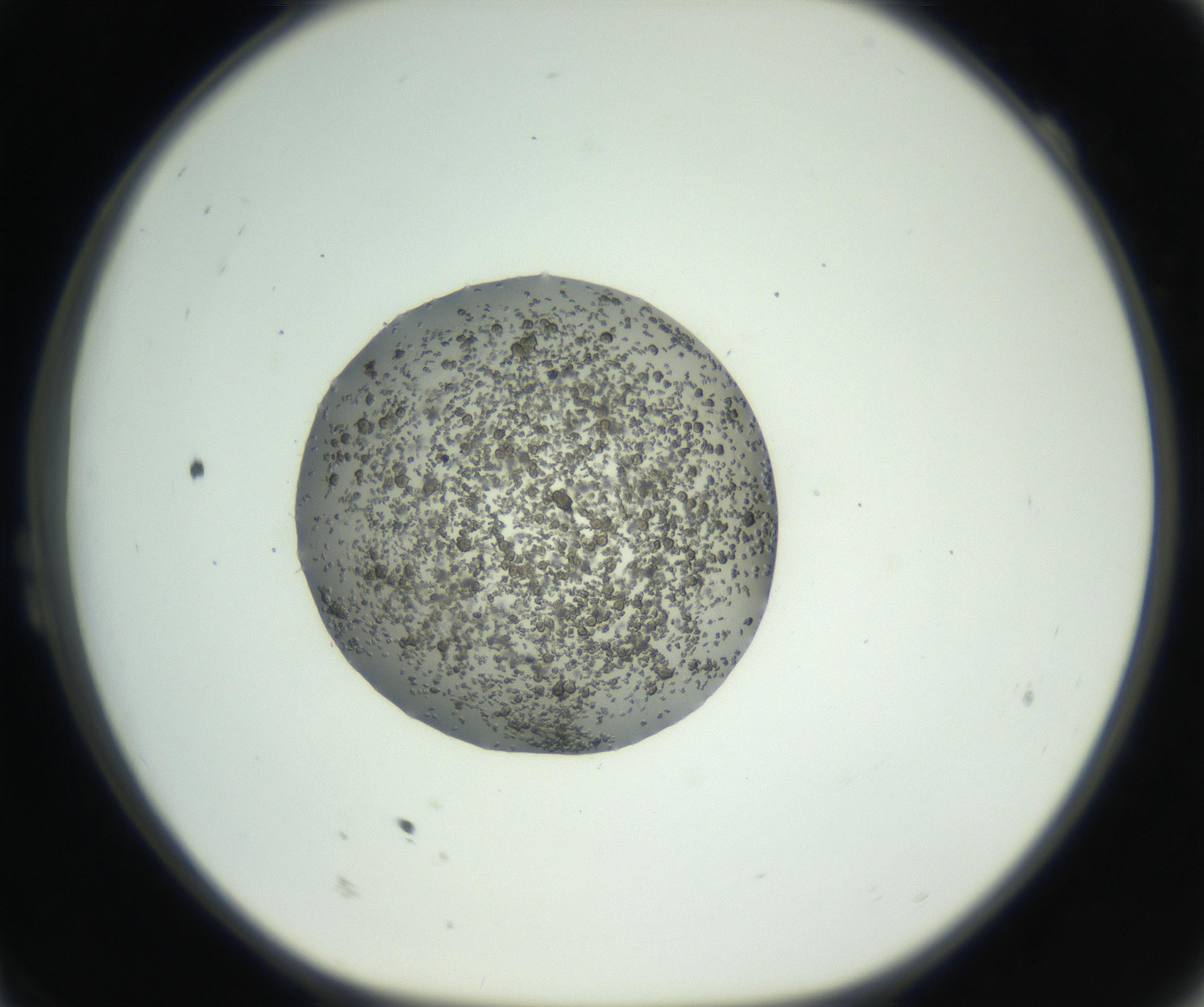 RI01_03_000_0212_Proj1_Clon1_MC_0000MC102728_002_160916_11_02_01_00_99_002_001_RAI.jpg