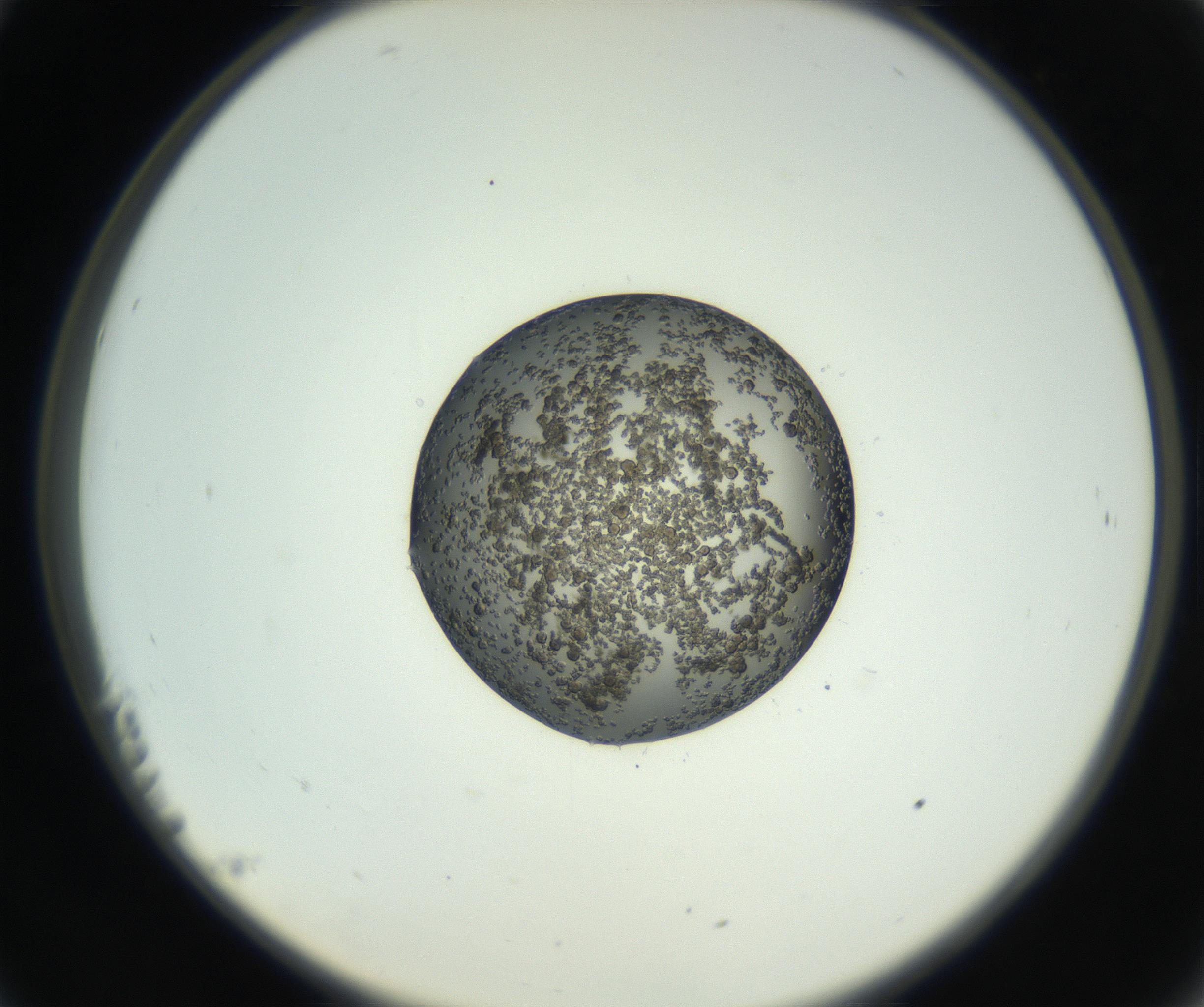 RI01_03_000_0212_Proj1_Clon1_MC_0000MC102728_002_160916_11_02_02_00_99_002_001_RAI.jpg