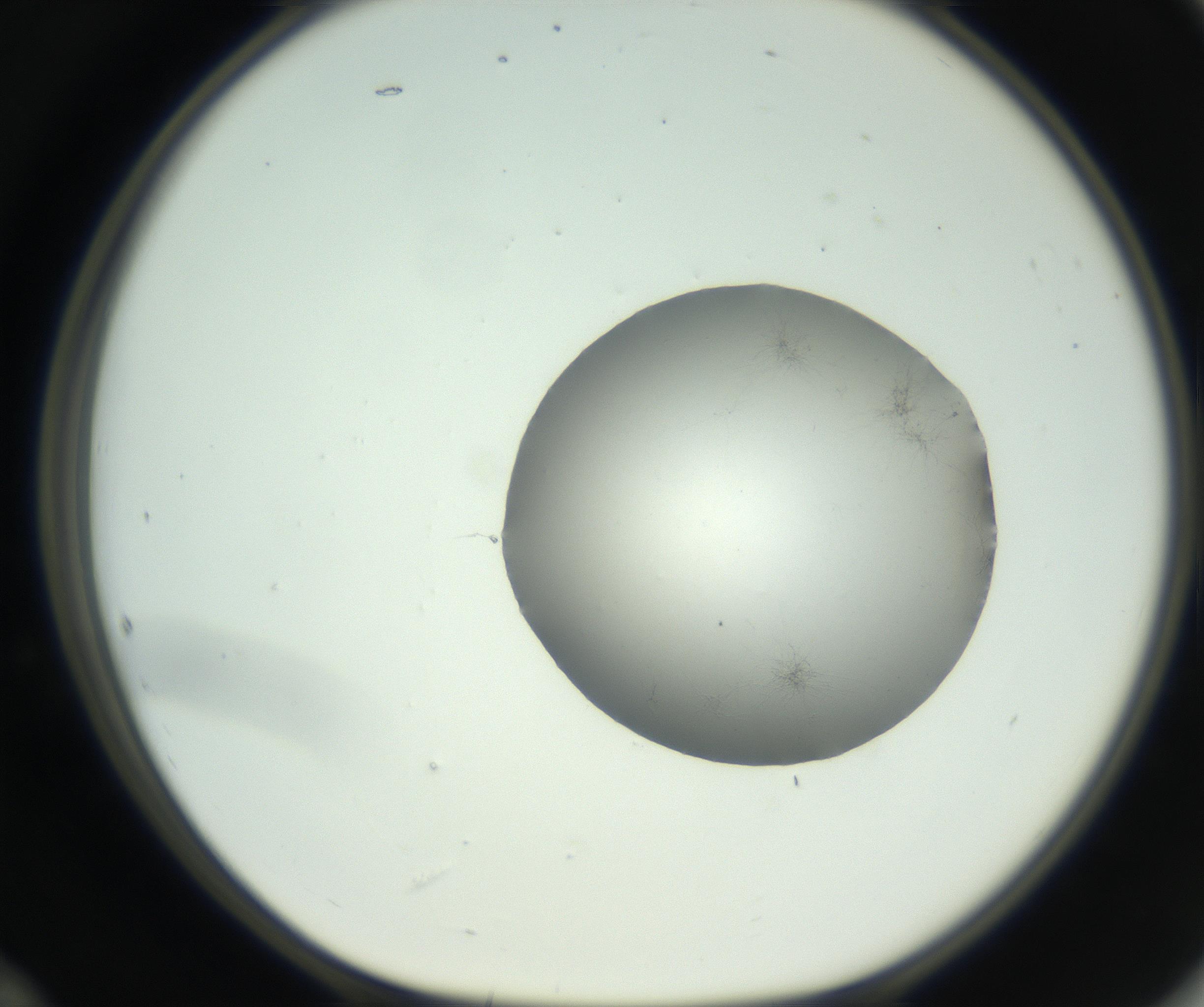 RI01_03_000_0212_Proj1_Clon1_MC_0000MC102728_006_160925_12_05_01_00_99_002_001_RAI.jpg