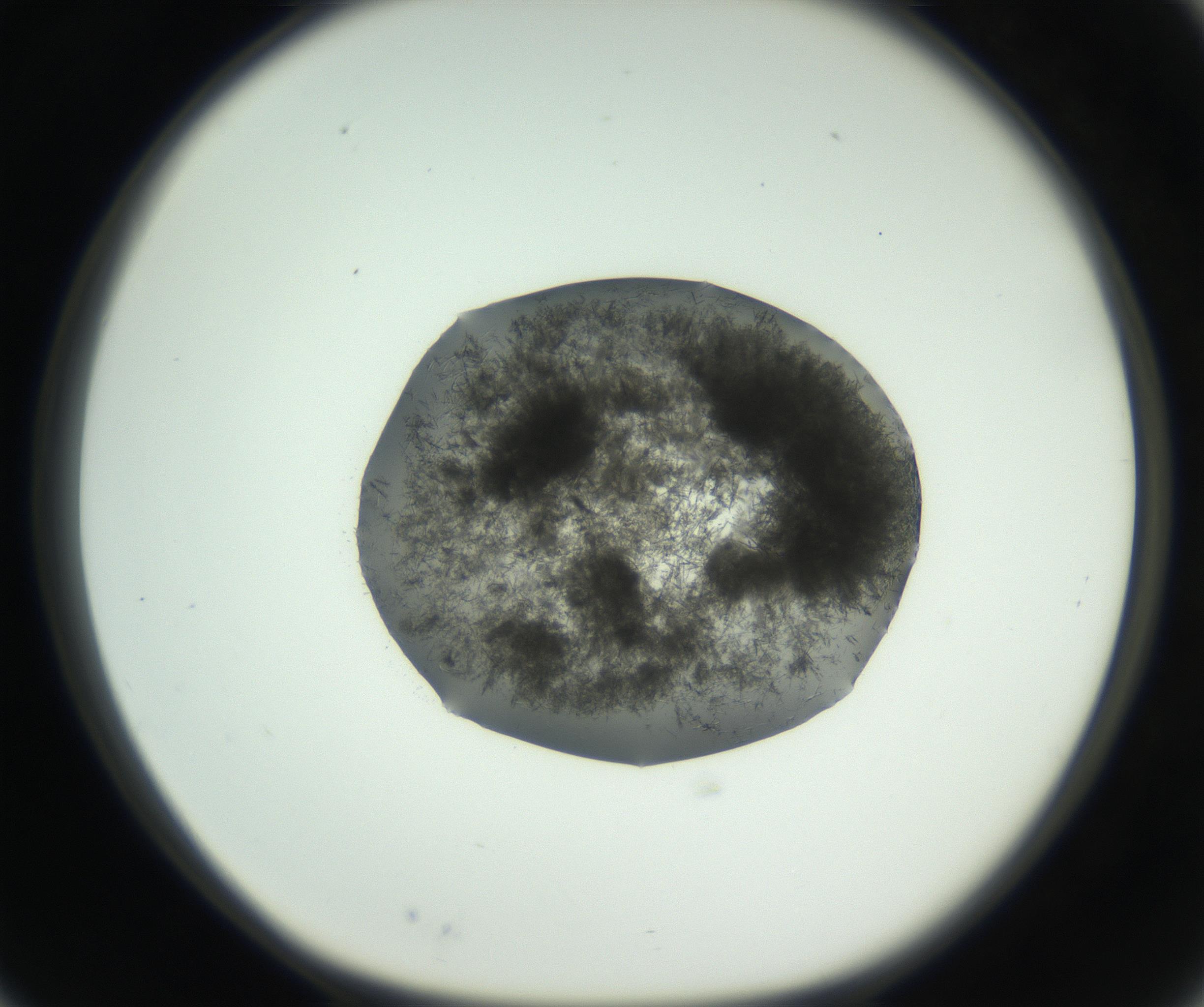 RI01_03_000_0212_Proj1_Clon1_MC_0000MC102729_002_160916_03_02_01_00_99_002_001_RAI.jpg