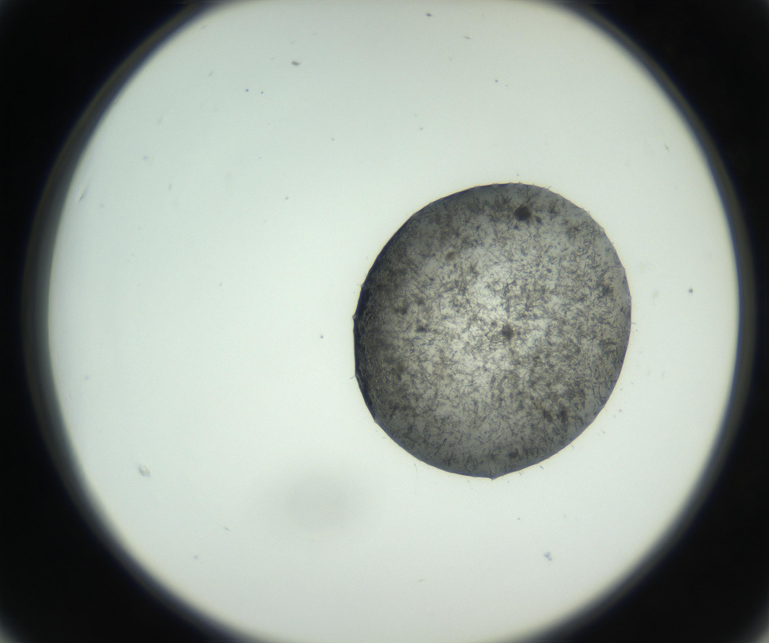 RI01_03_000_0212_Proj1_Clon1_MC_0000MC102729_002_160916_03_02_02_00_99_002_001_RAI.jpg