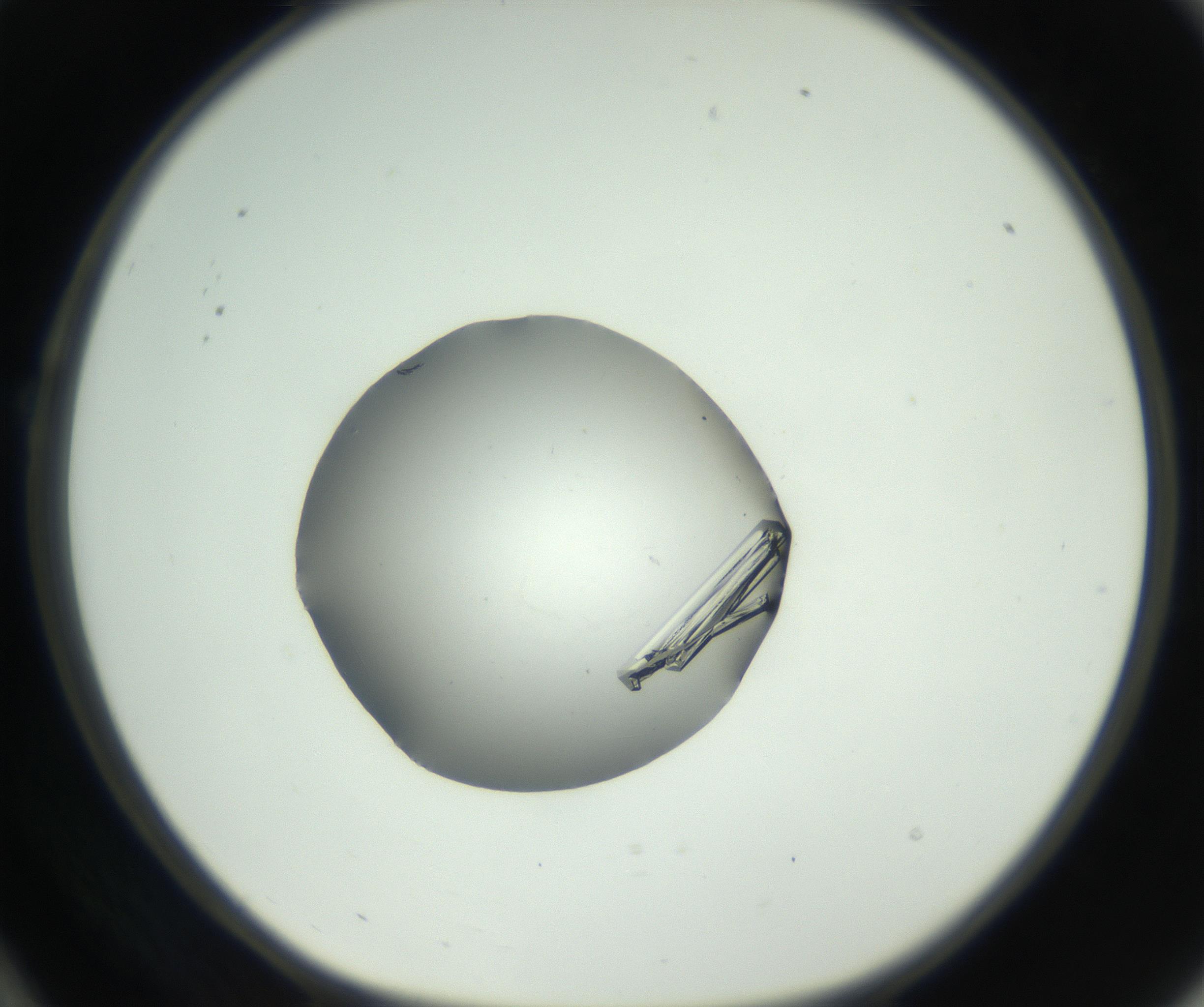 RI01_03_000_0212_Proj1_Clon1_MC_0000MC102729_002_160916_10_02_01_00_99_002_001_RAI.jpg