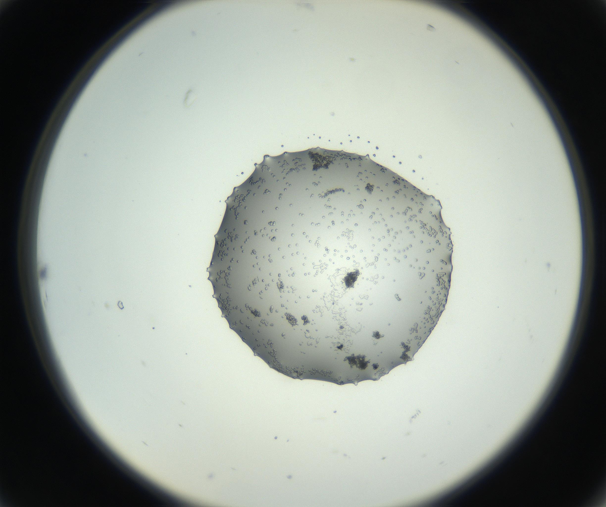 RI01_03_000_0212_Proj1_Clon1_MC_0000MC102729_002_160916_10_02_02_00_99_002_001_RAI.jpg