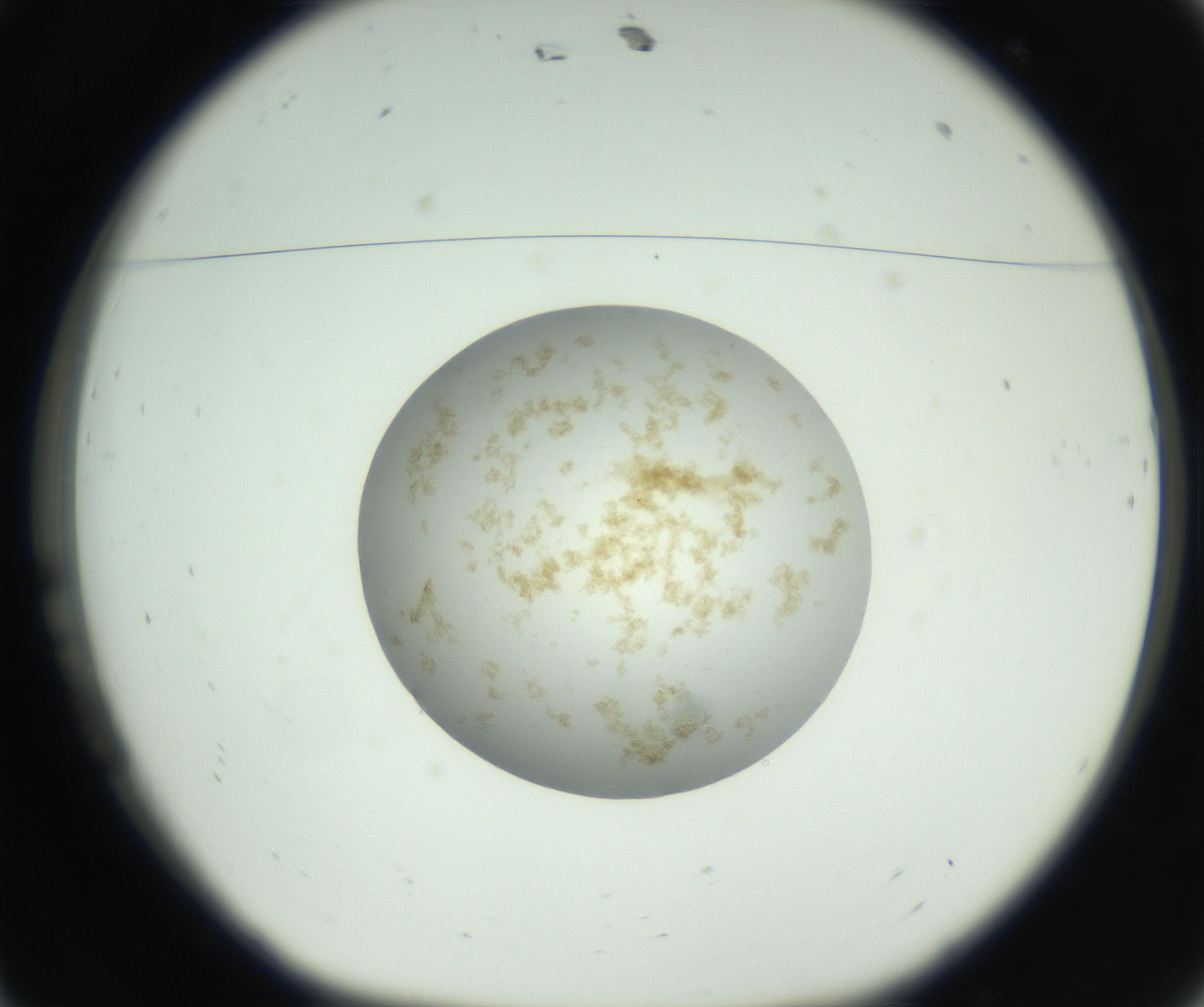 RI01_03_000_0212_Proj1_Clon1_MC_0000MC102729_002_160916_11_01_01_00_99_002_001_RAI.jpg