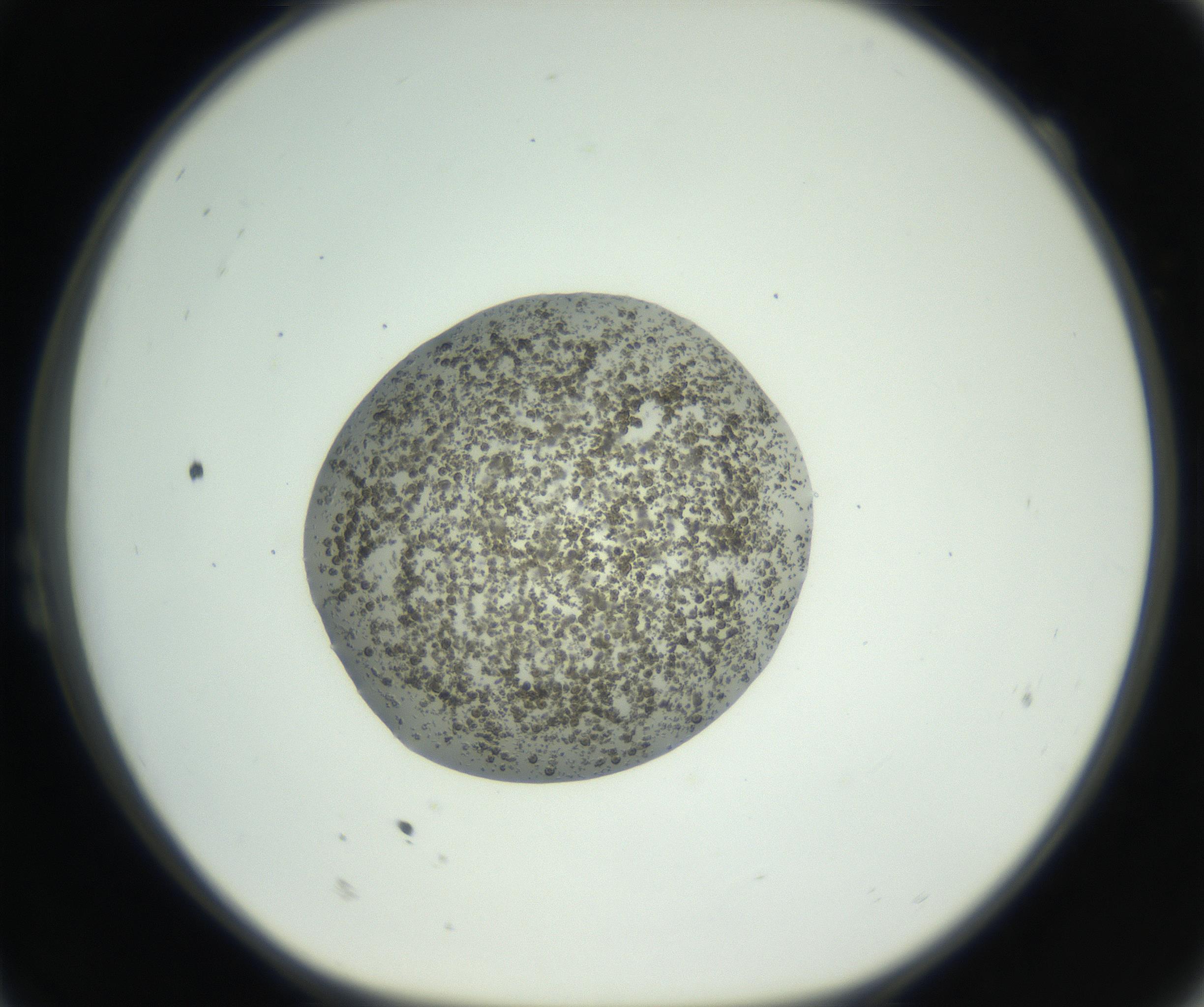 RI01_03_000_0212_Proj1_Clon1_MC_0000MC102729_002_160916_11_02_01_00_99_002_001_RAI.jpg