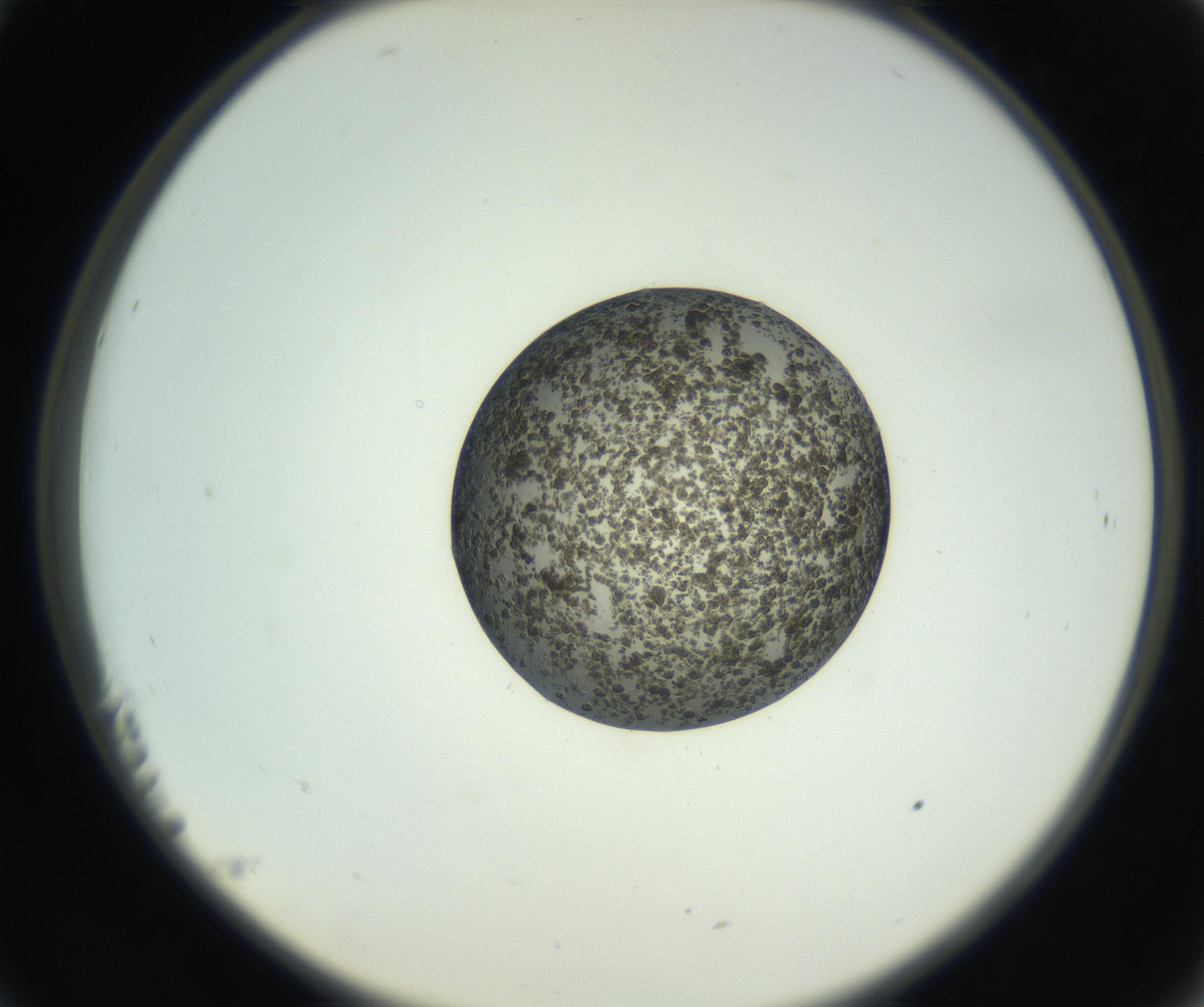 RI01_03_000_0212_Proj1_Clon1_MC_0000MC102729_002_160916_11_02_02_00_99_002_001_RAI.jpg