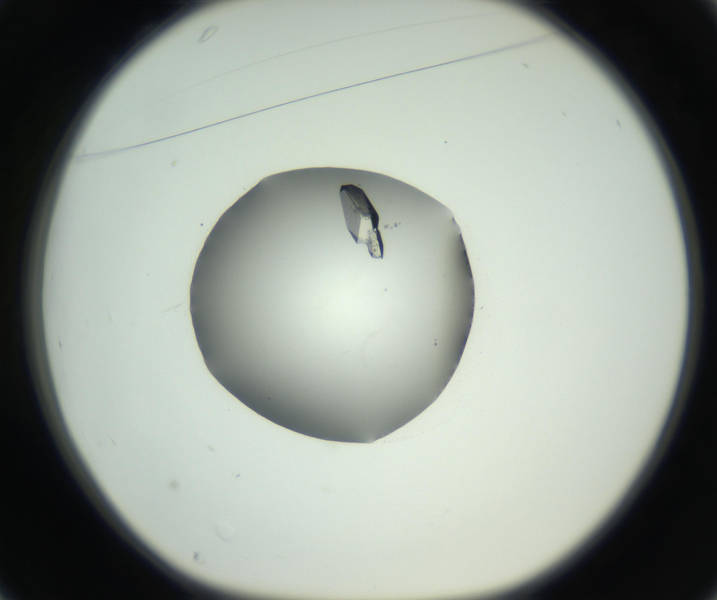 RI01_03_000_0212_Proj1_Clon1_MC_0000MC102729_004_160921_01_03_01_00_99_002_001_RAI.jpg