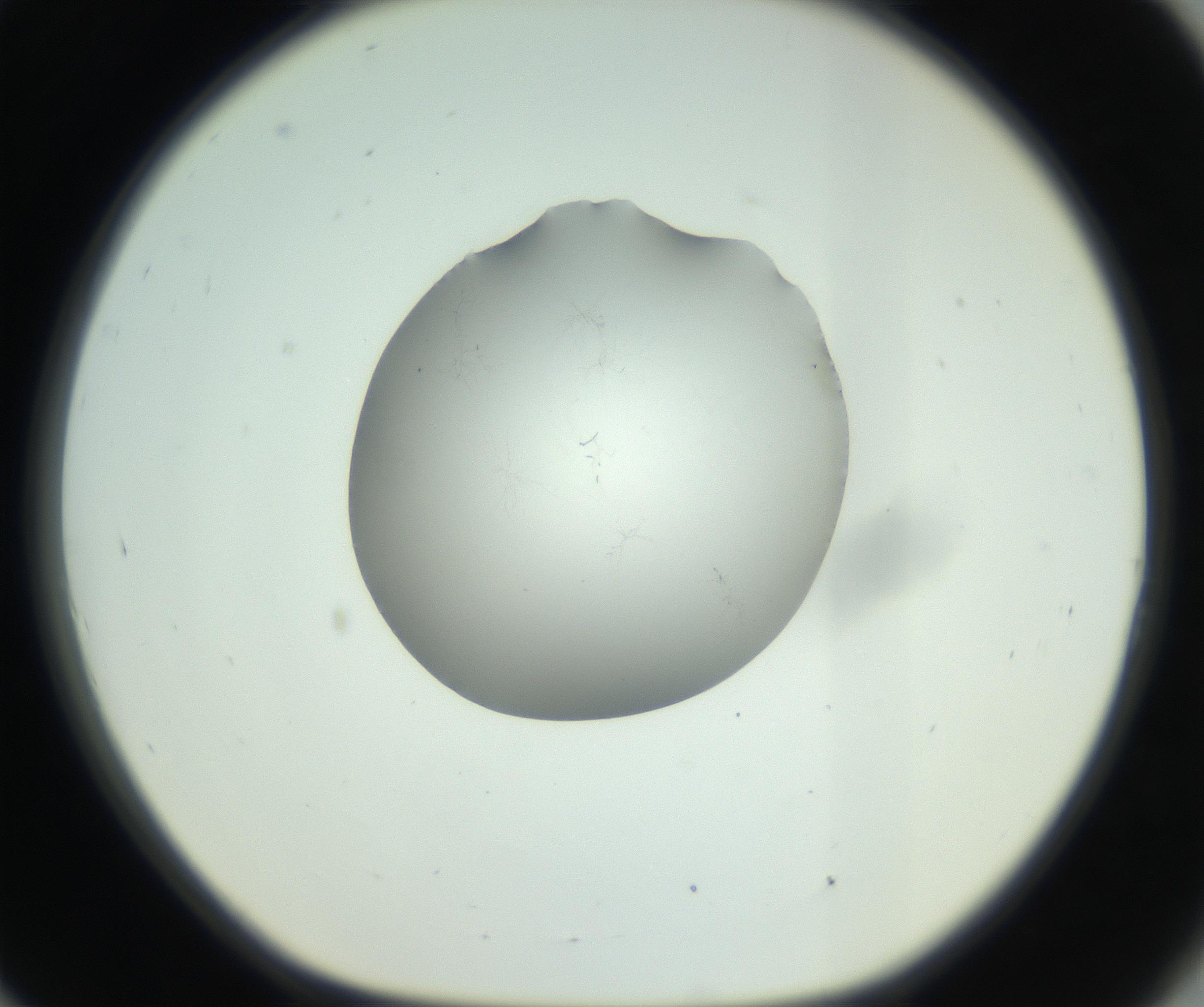 RI01_03_000_0212_Proj1_Clon1_MC_0000MC102729_005_160922_09_08_01_00_99_002_001_RAI.jpg