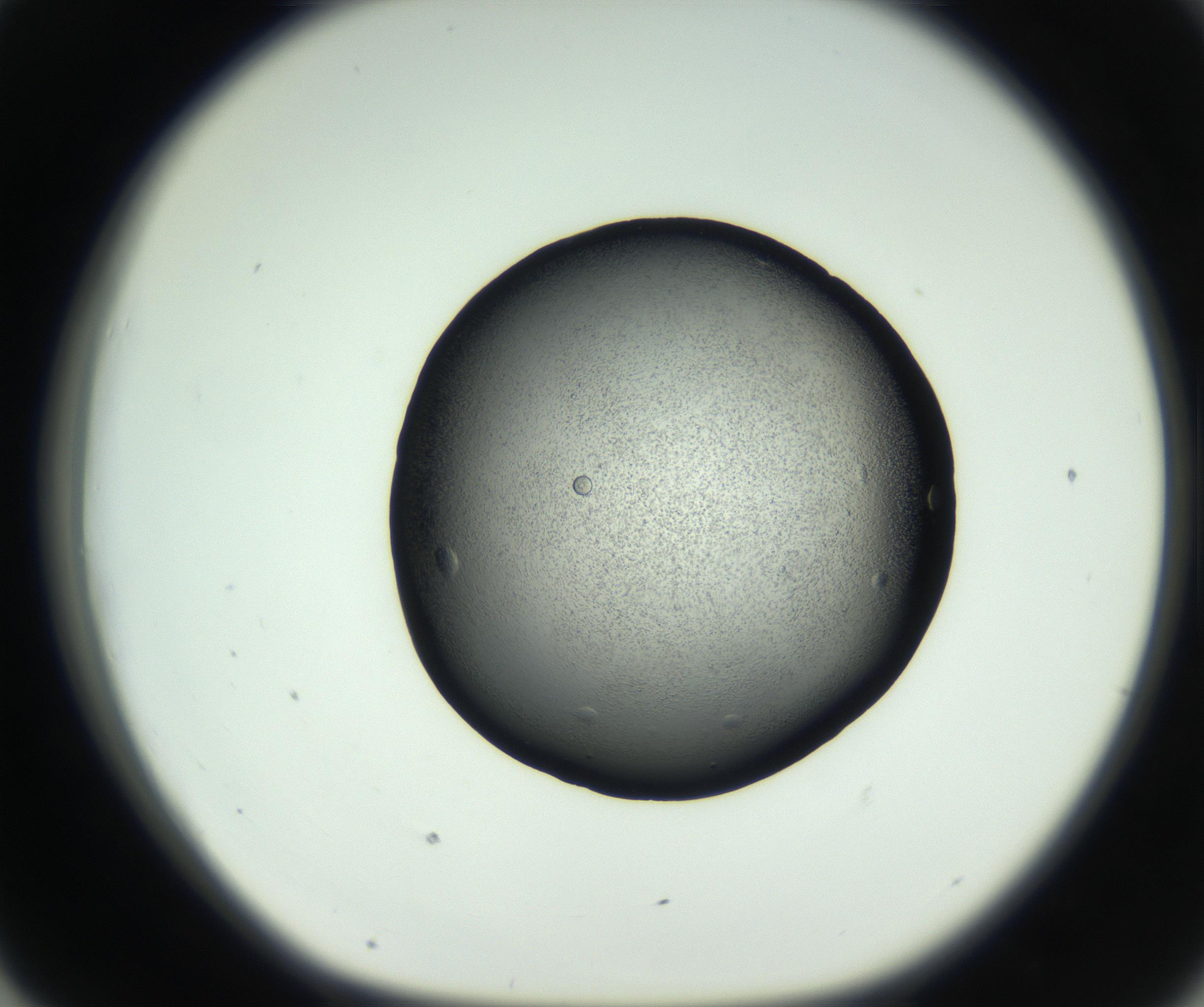 RI01_03_000_0212_Proj1_Clon1_MC_0000MC102732_005_160922_07_04_01_00_99_002_001_RAI.jpg