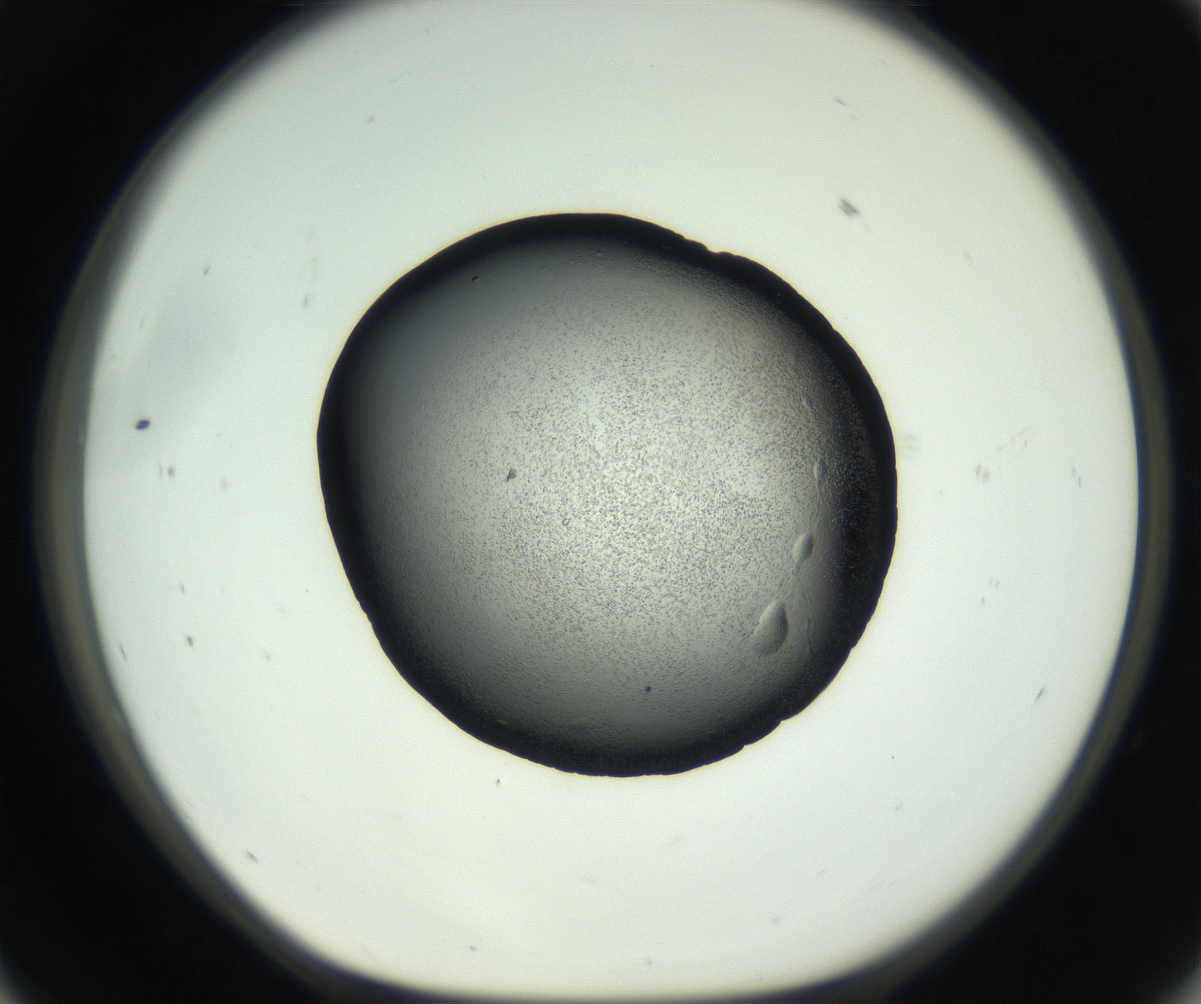 RI01_03_000_0212_Proj1_Clon1_MC_0000MC102732_005_160922_11_05_01_00_99_002_001_RAI.jpg