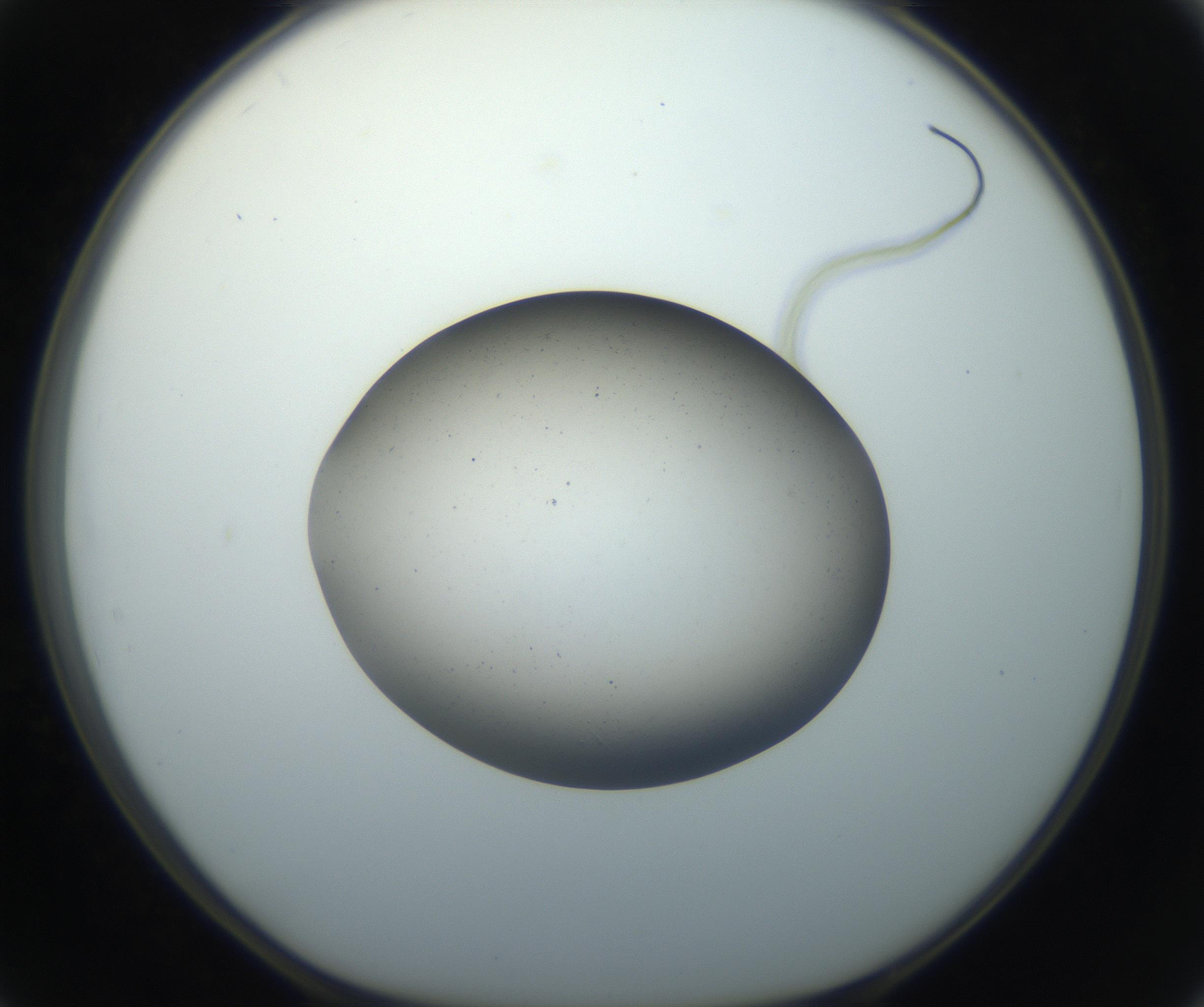 RI01_03_000_0212_Proj1_Clon1_MC_0000MC102733_003_160921_02_05_01_00_99_002_001_RAI.jpg