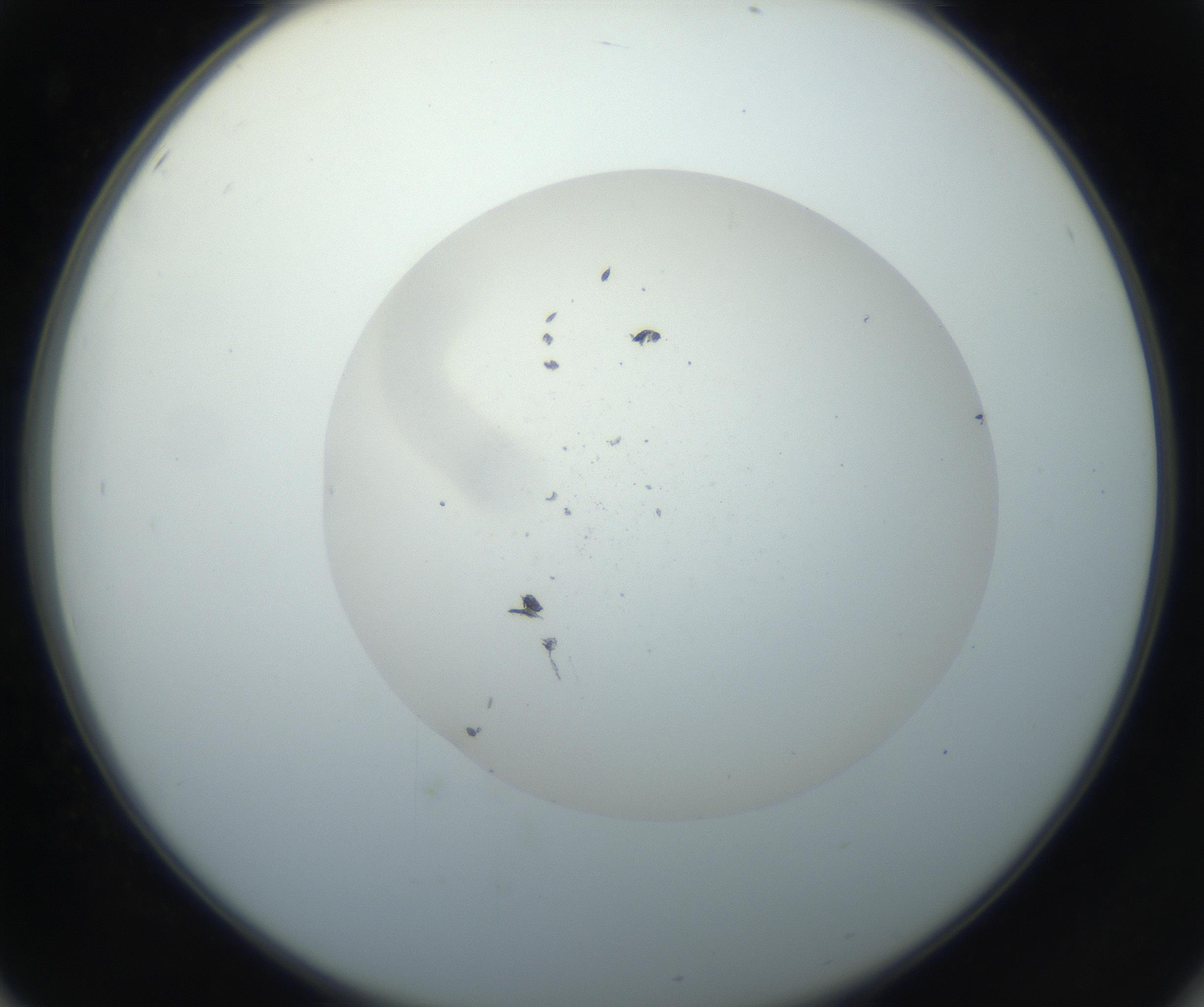 RI01_03_000_0212_Proj1_Clon1_MC_0000MC102733_003_160921_02_05_02_00_99_002_001_RAI.jpg