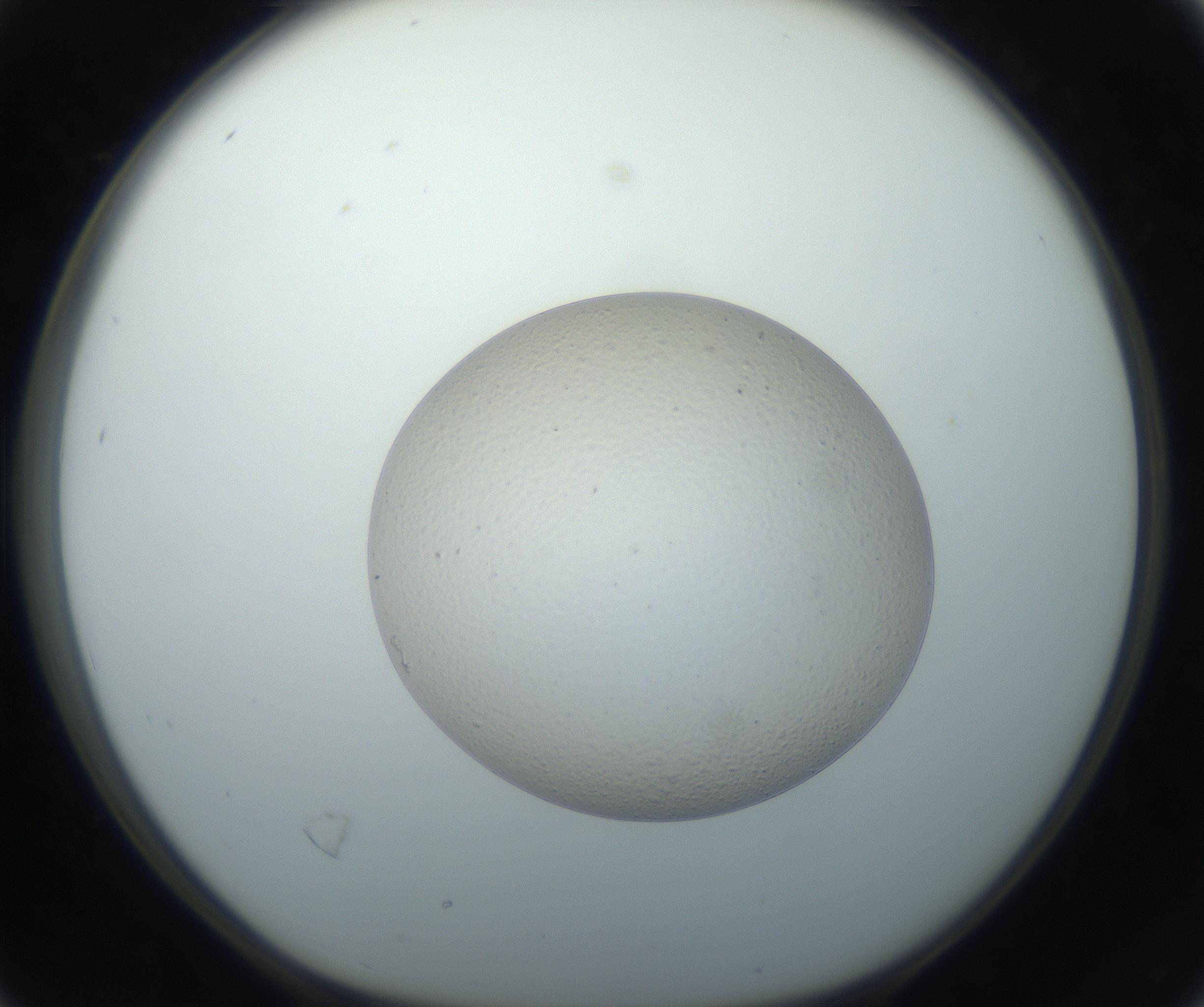 RI01_03_000_0212_Proj1_Clon1_MC_0000MC102733_003_160921_04_02_01_00_99_002_001_RAI.jpg
