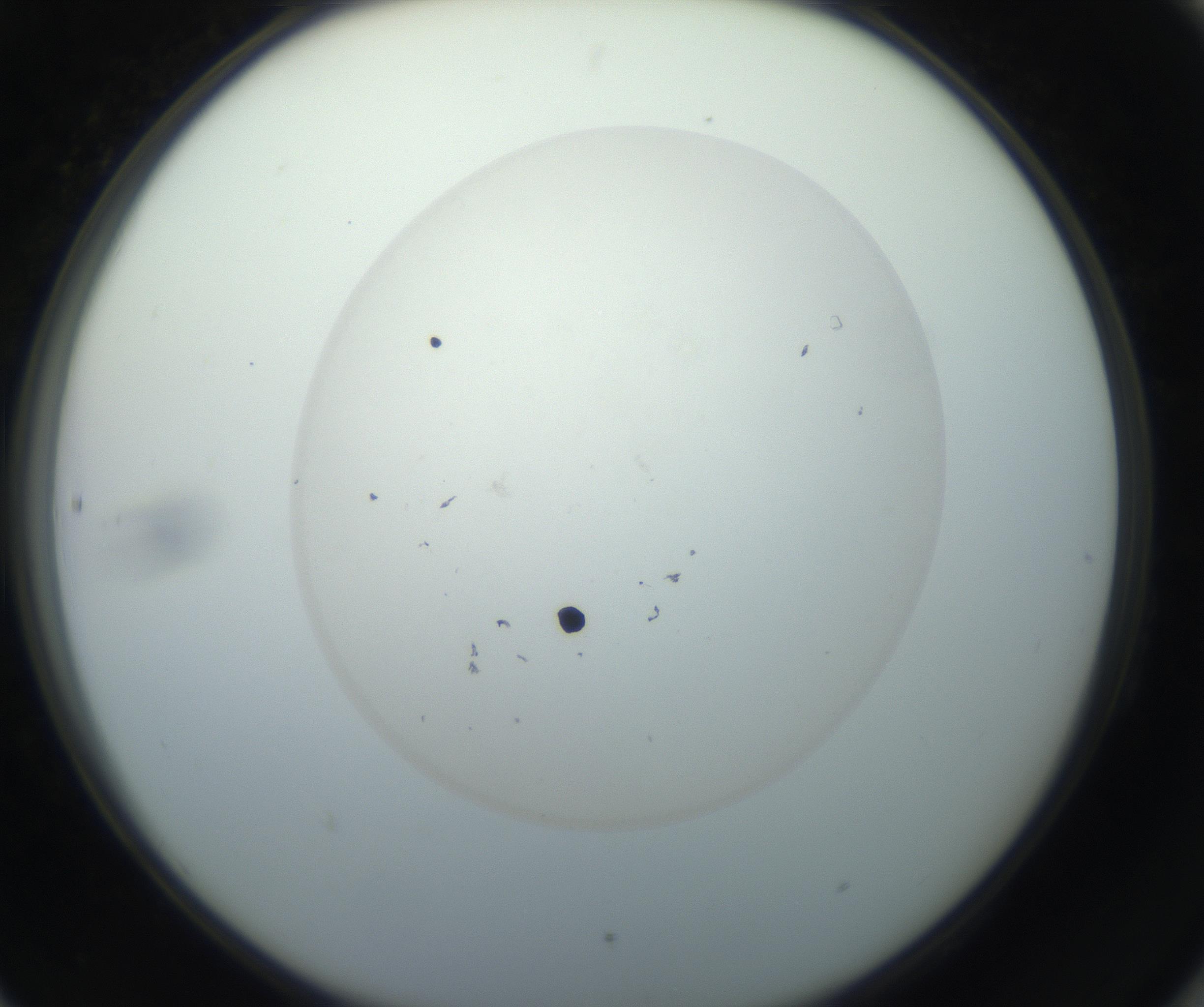 RI01_03_000_0212_Proj1_Clon1_MC_0000MC102733_003_160921_06_08_02_00_99_002_001_RAI.jpg