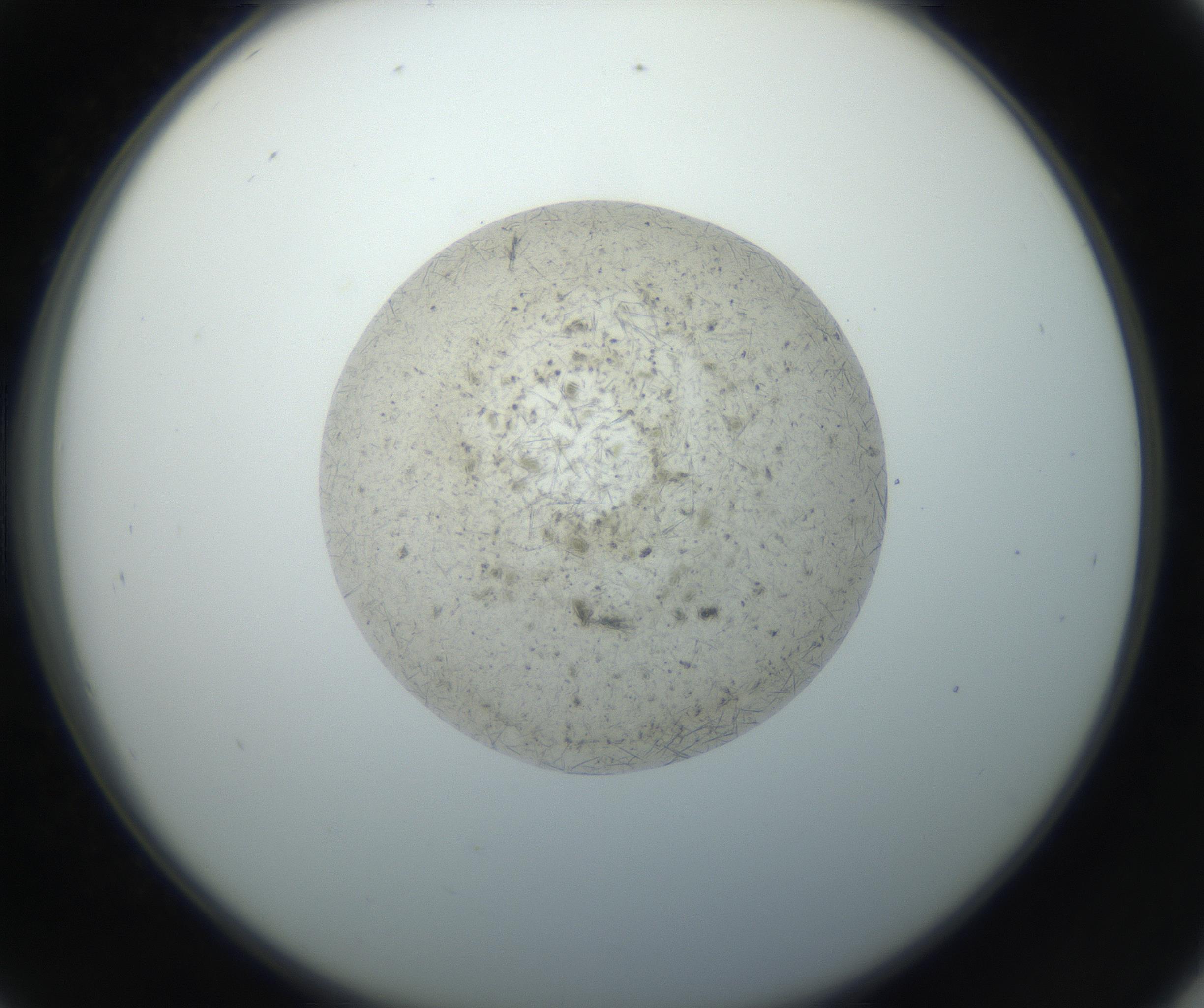 RI01_03_000_0212_Proj1_Clon1_MC_0000MC102733_003_160921_09_04_02_00_99_002_001_RAI.jpg