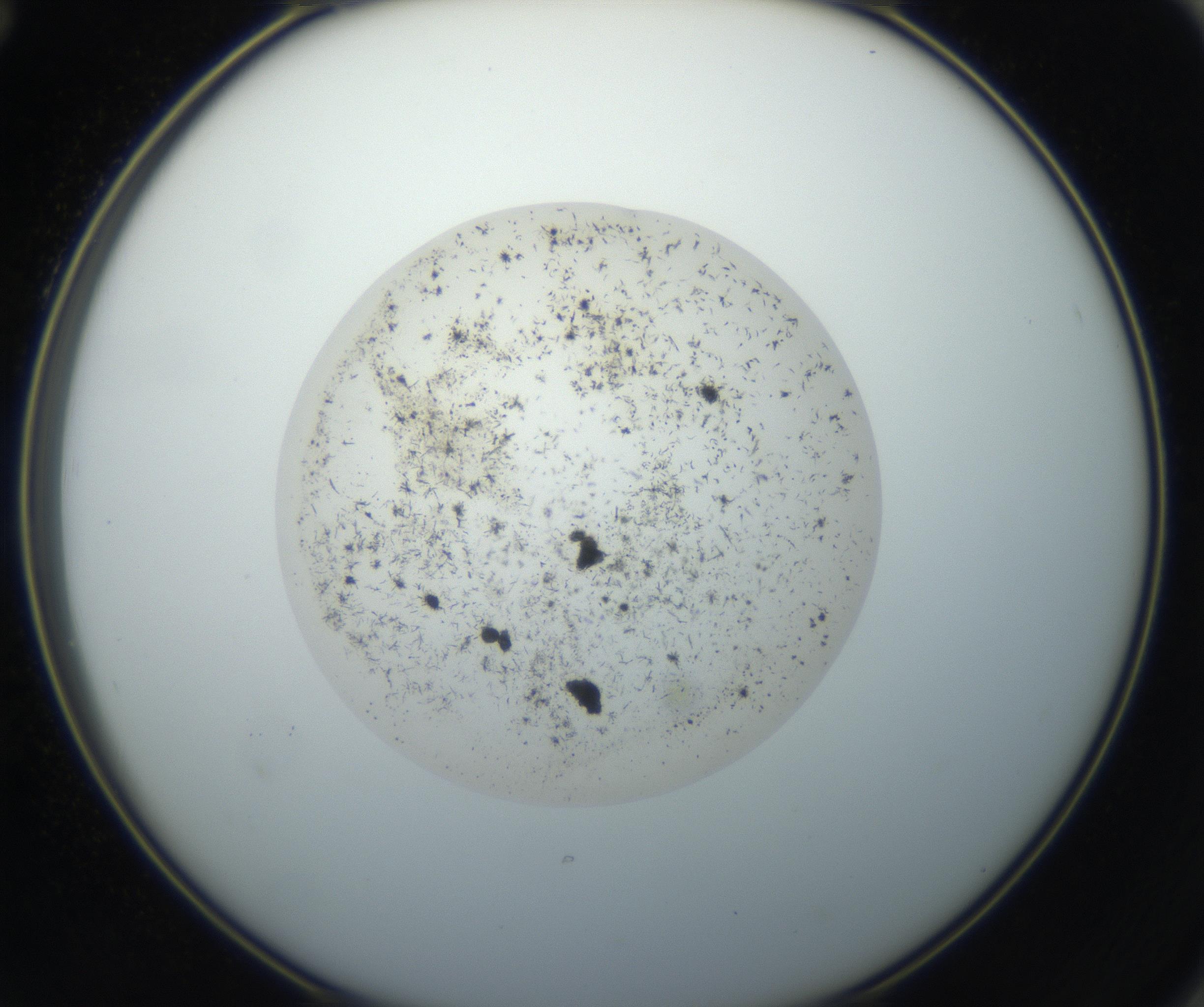 RI01_03_000_0212_Proj1_Clon1_MC_0000MC102733_003_160921_12_06_02_00_99_002_001_RAI.jpg