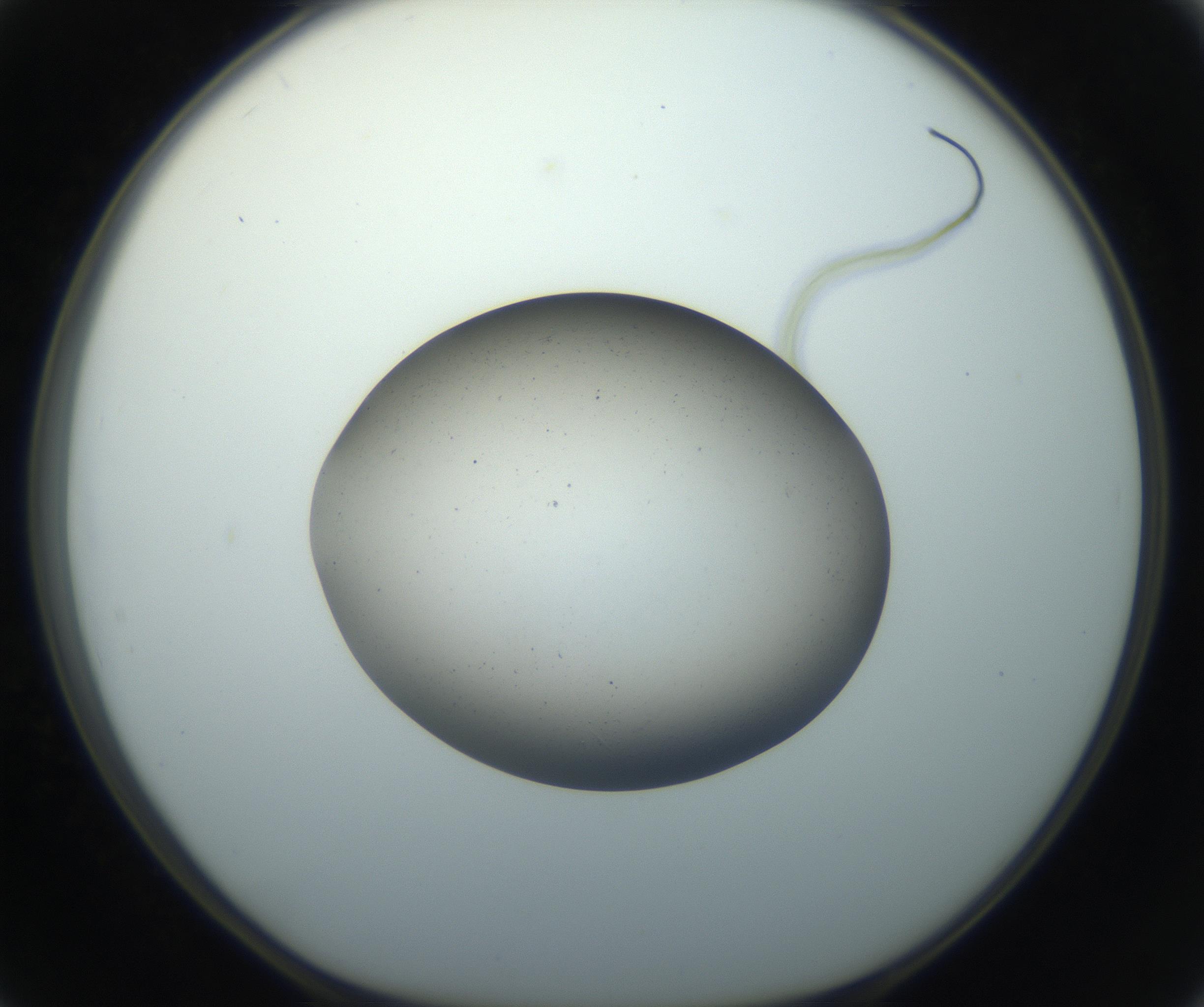 RI01_03_000_0212_Proj1_Clon1_MC_0000MC102733_004_160921_02_05_01_00_99_002_001_RAI.jpg