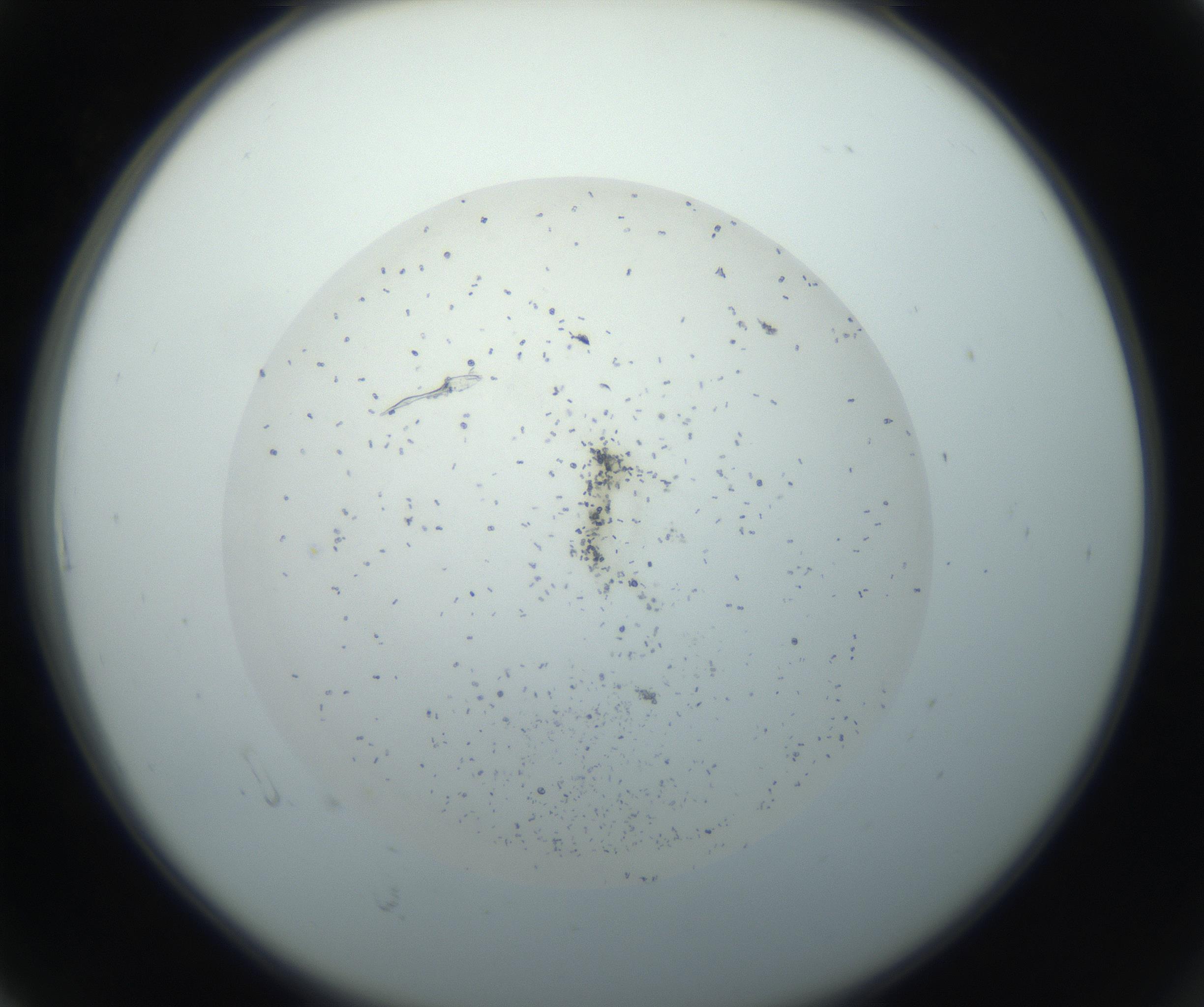 RI01_03_000_0212_Proj1_Clon1_MC_0000MC102733_004_160921_06_01_02_00_99_002_001_RAI.jpg