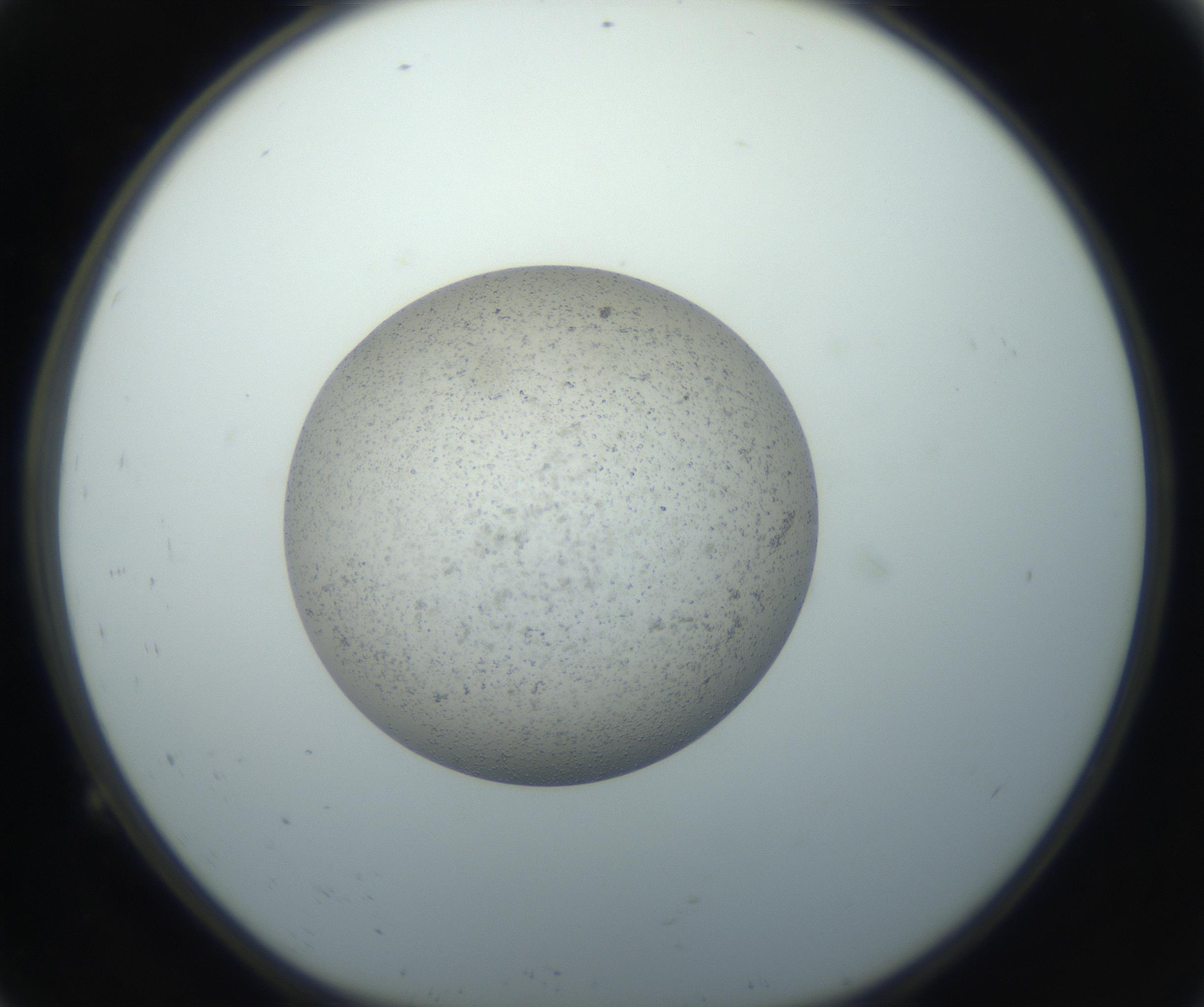 RI01_03_000_0212_Proj1_Clon1_MC_0000MC102733_004_160921_09_01_01_00_99_002_001_RAI.jpg