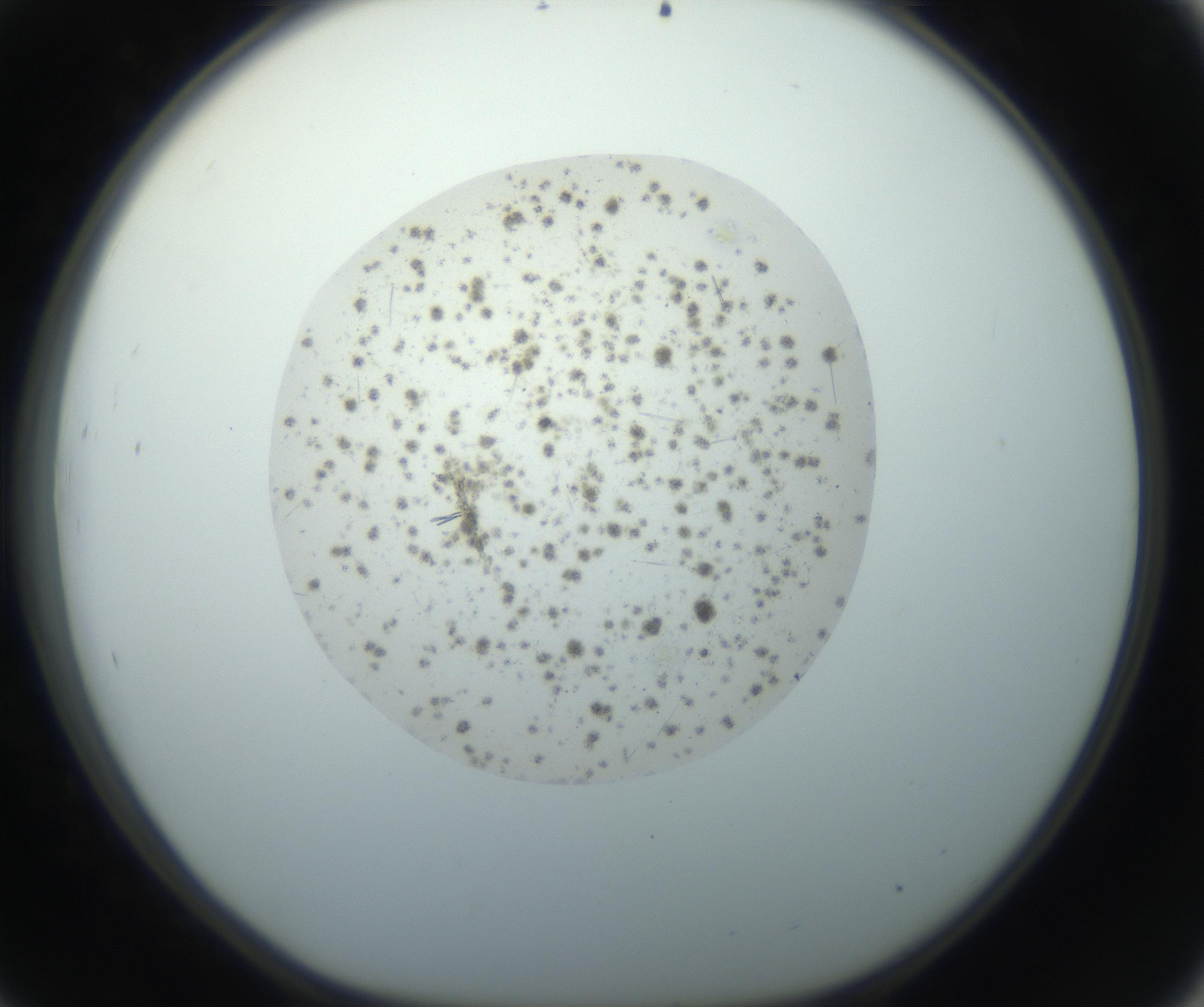 RI01_03_000_0212_Proj1_Clon1_MC_0000MC102733_004_160921_09_04_01_00_99_002_001_RAI.jpg
