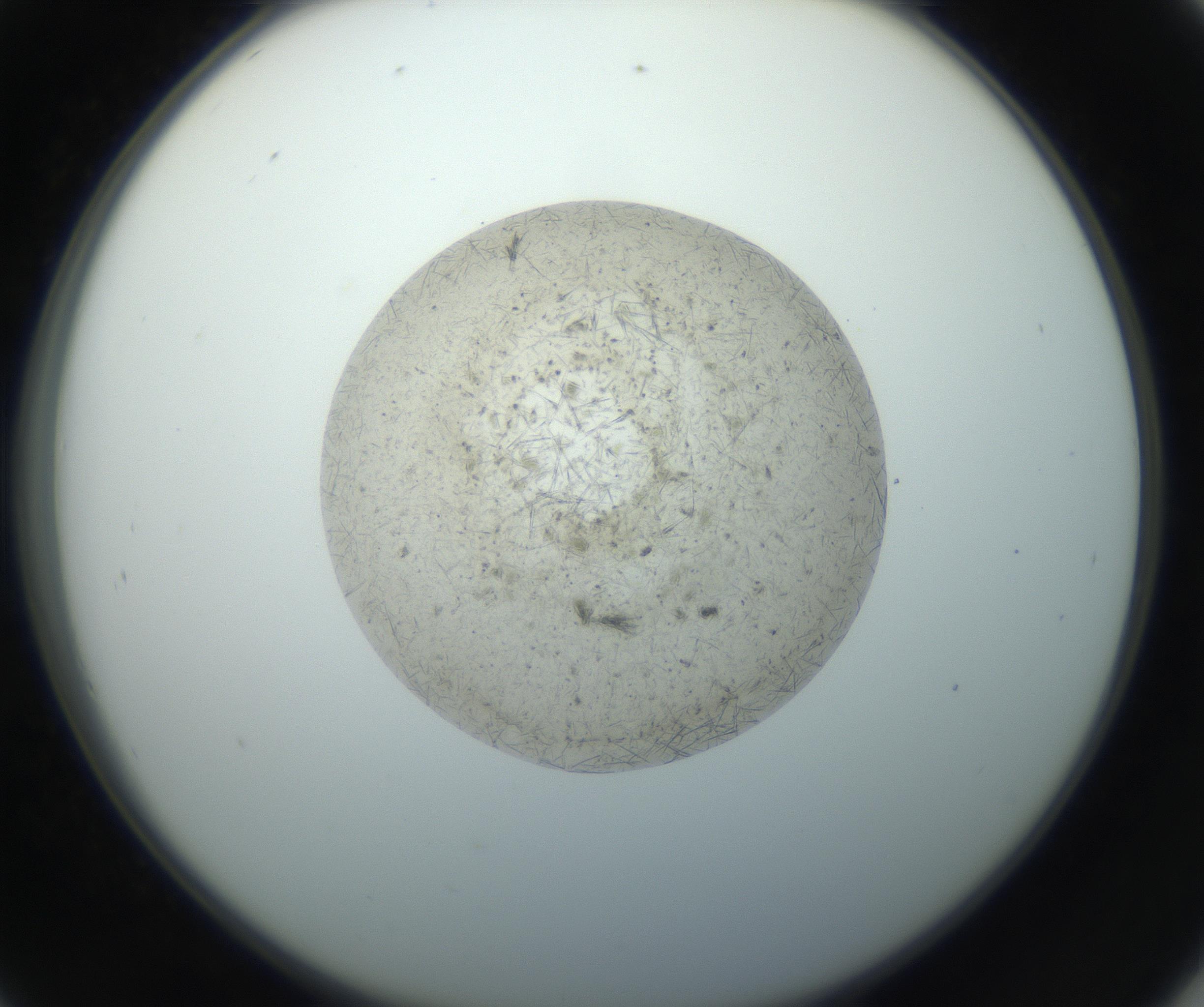RI01_03_000_0212_Proj1_Clon1_MC_0000MC102733_004_160921_09_04_02_00_99_002_001_RAI.jpg