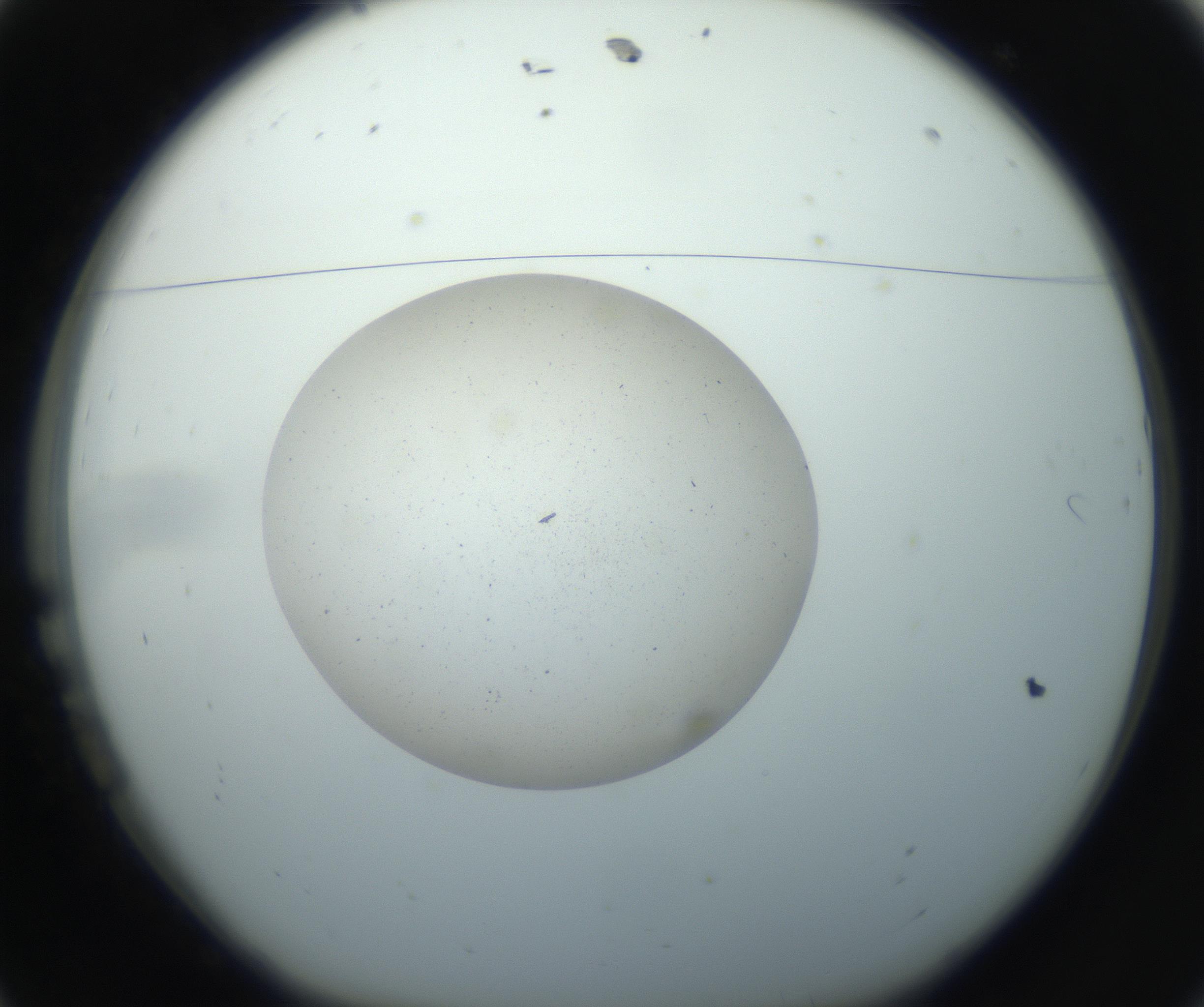 RI01_03_000_0212_Proj1_Clon1_MC_0000MC102733_004_160921_11_01_01_00_99_002_001_RAI.jpg