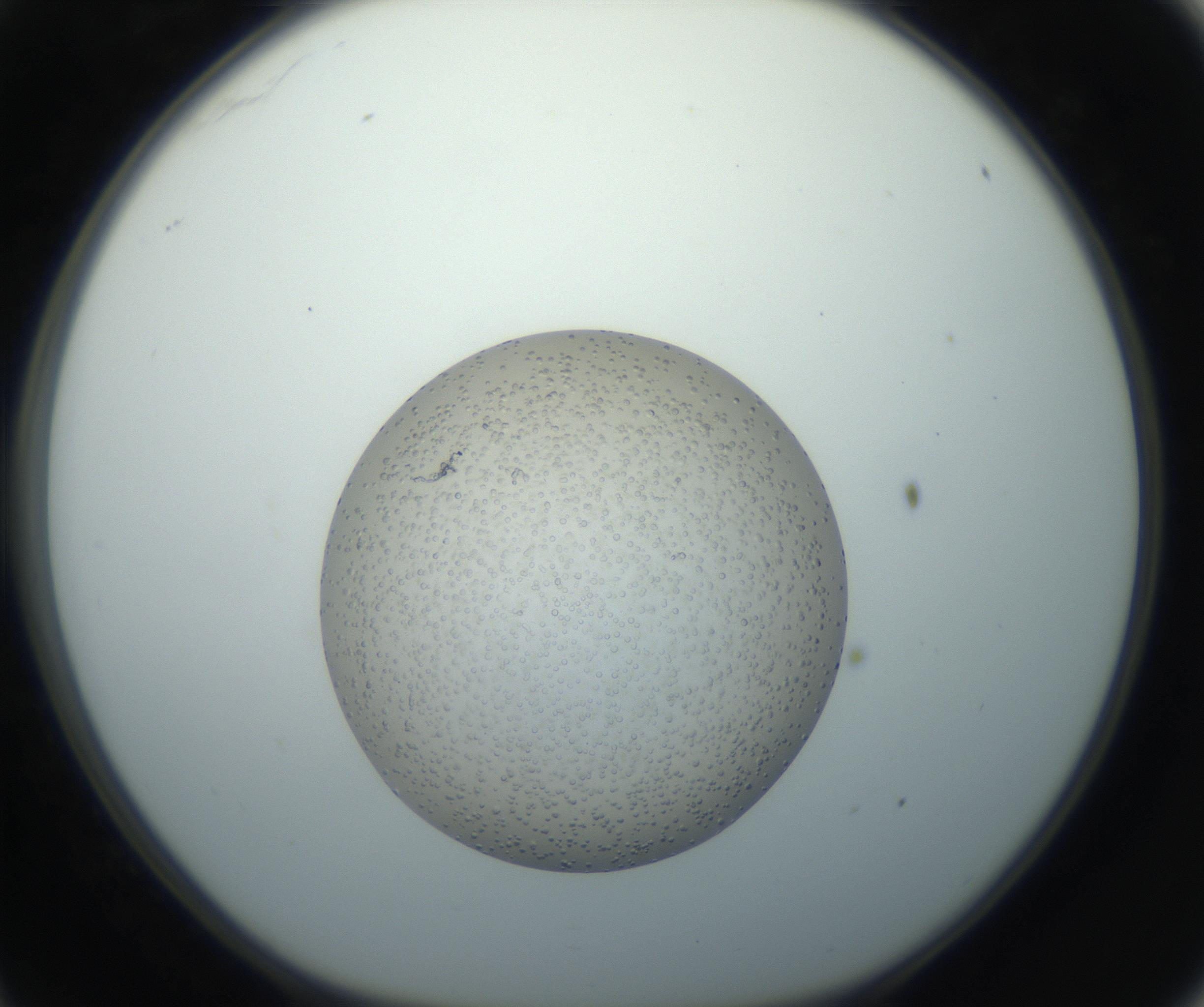 RI01_03_000_0212_Proj1_Clon1_MC_0000MC102733_004_160921_11_03_01_00_99_002_001_RAI.jpg