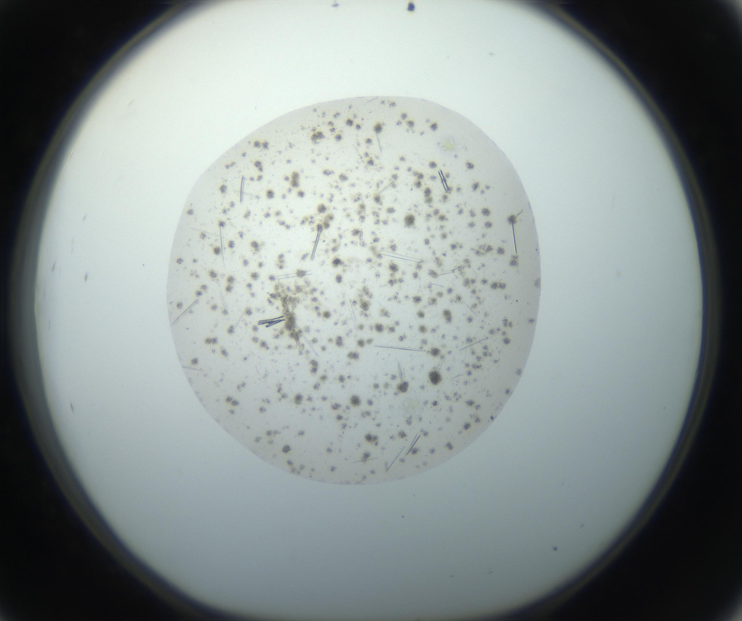 RI01_03_000_0212_Proj1_Clon1_MC_0000MC102733_006_160926_09_04_01_00_99_002_001_RAI.jpg