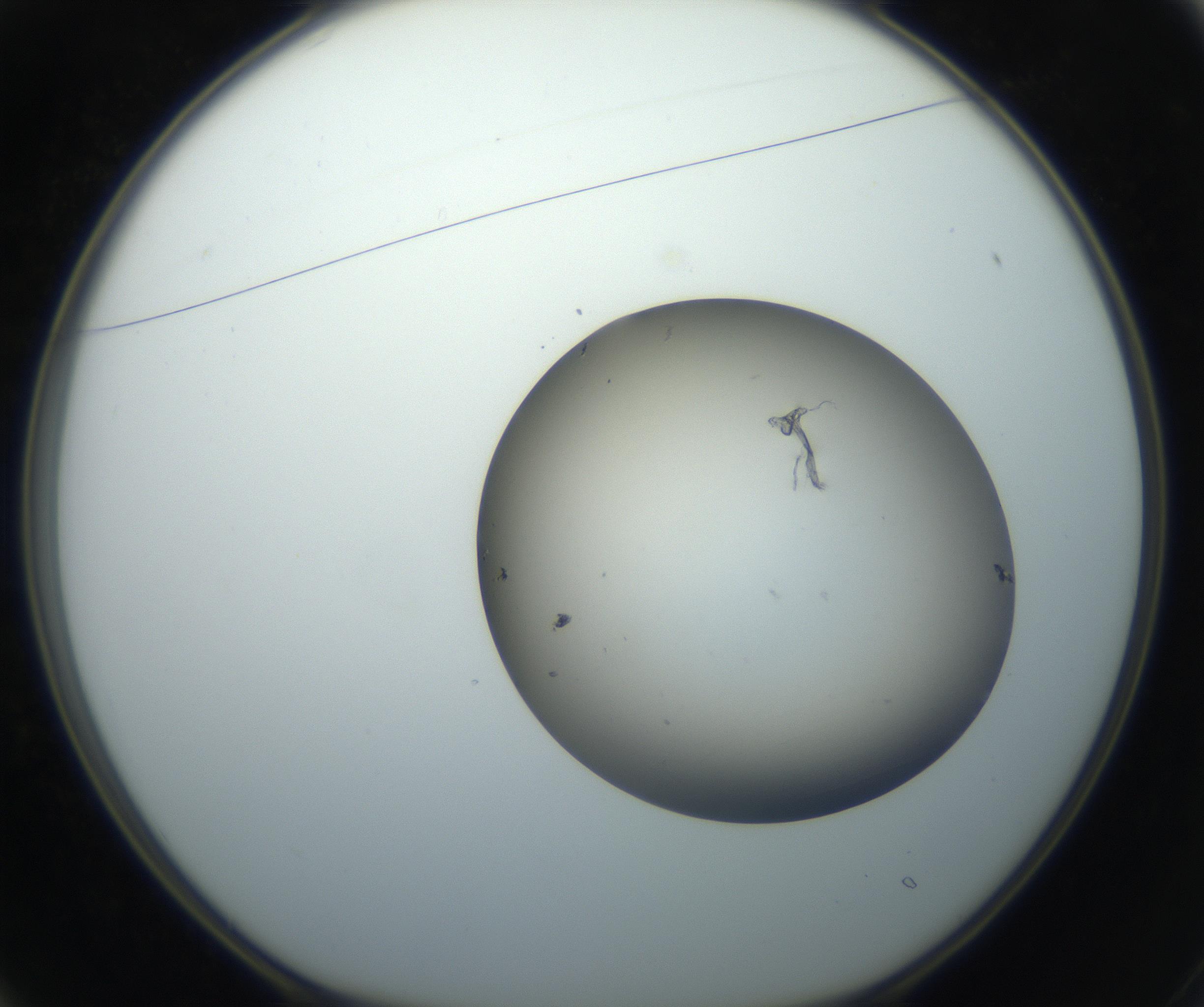RI01_03_000_0212_Proj1_Clon1_MC_0000MC102735_003_160921_01_02_01_00_99_002_001_RAI.jpg